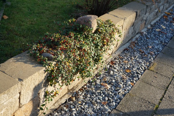 Irga szwedzka 'Ursynów' (Cotoneaster suecicus) Doniczka 1.0L