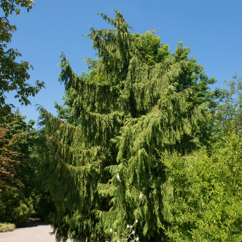 Cyprysik nutkajski 'Pendula' 80-100cm Poj 7.5L (Chamaecyparis nootkatensis)