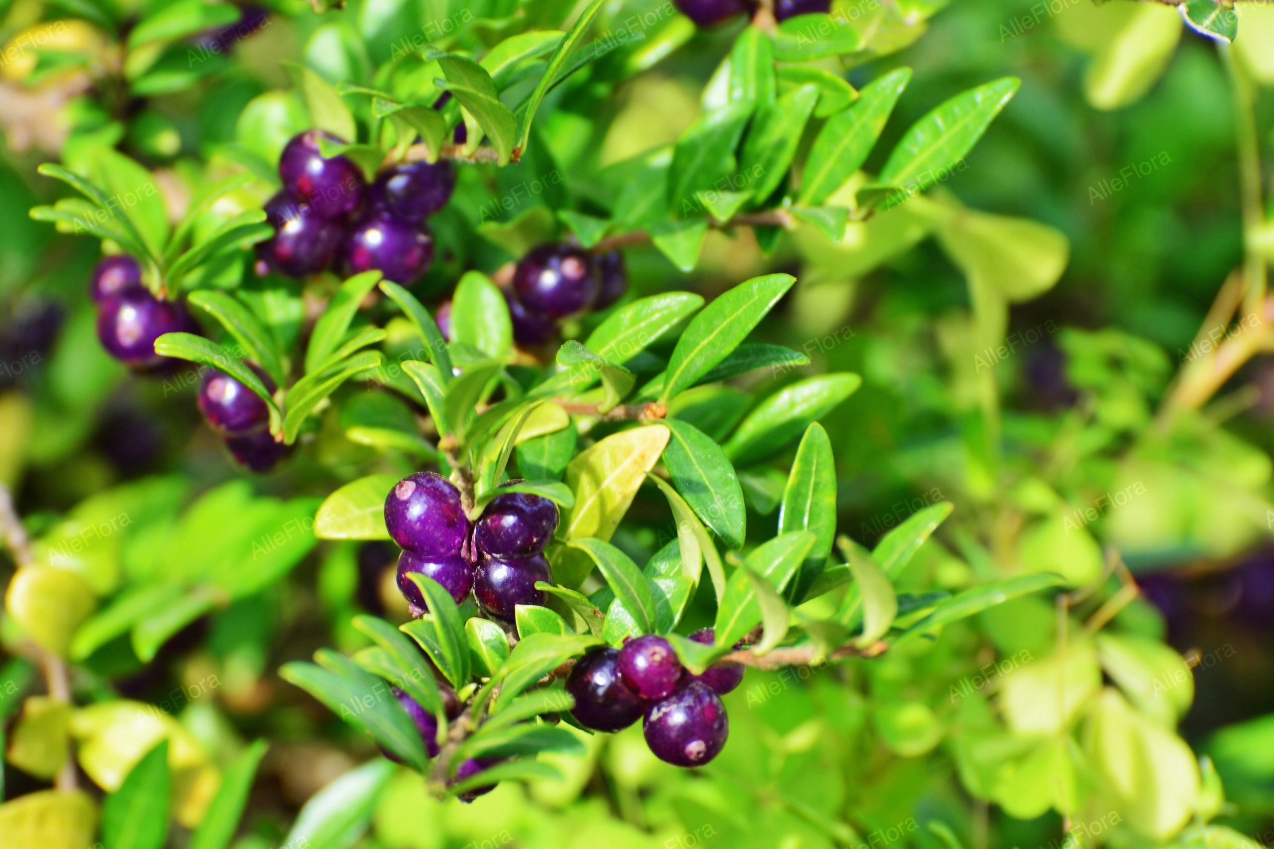 Suchodrzew chiński Duża sadzonka (Lonicera pileata) Doniczka 2.0L