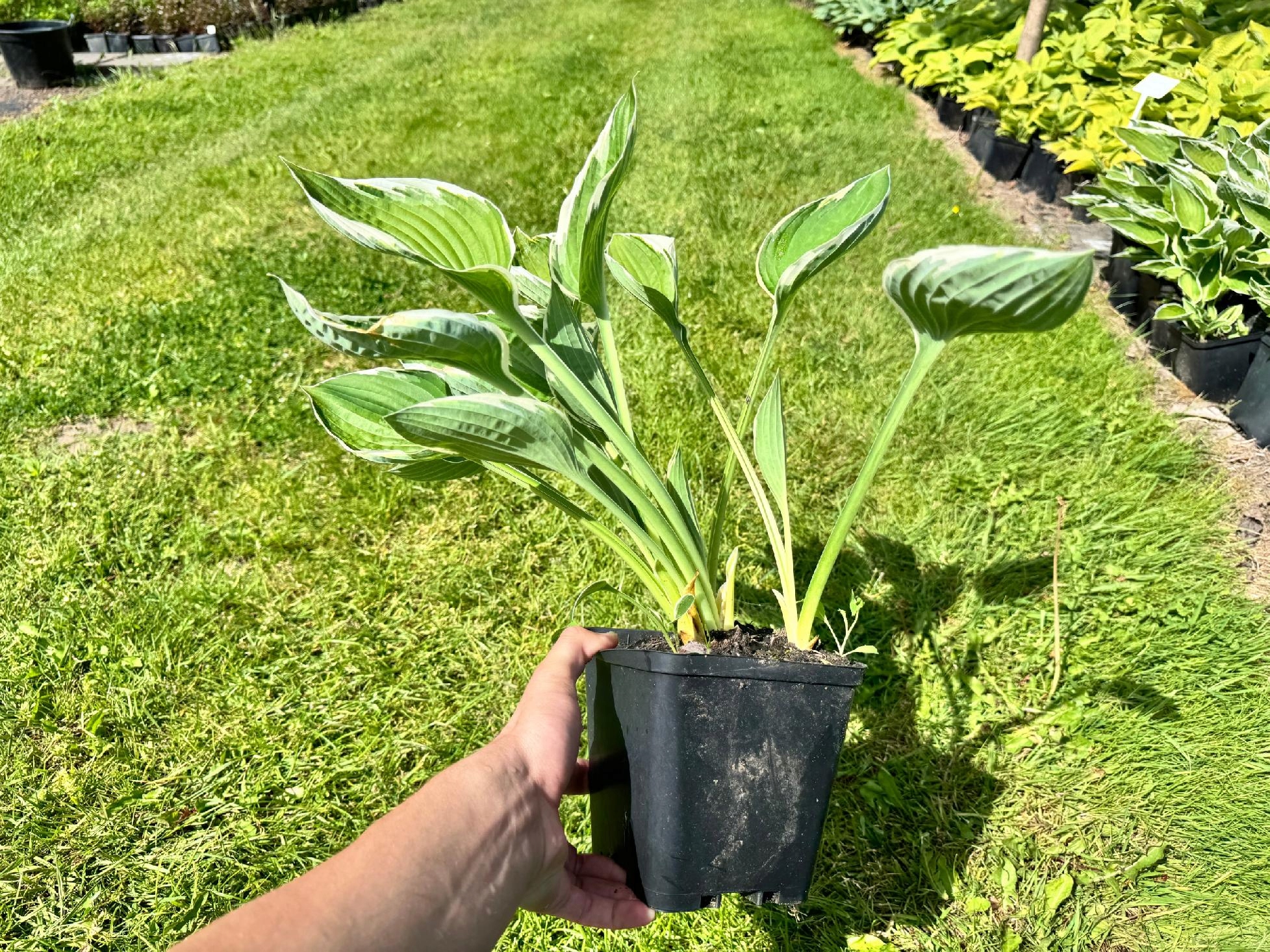 Funkia Hosta 'Francee' W DONICZCE, BIAŁO ZIELONE LIŚCIE Dekoracyjna