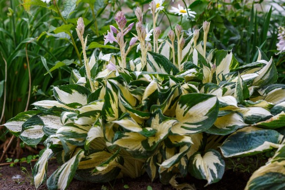 Funkia Hosta 'Fire and Ice'  Biało Zielone Liście Doniczka 2.0L