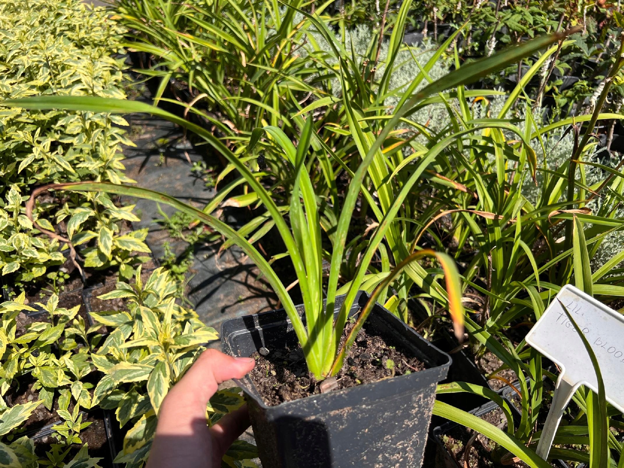 Liliowiec 'Calico Jack' (Hemerocallis) P13