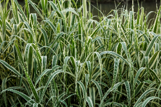 Lasecznica trzcinowata 'Variegata' Wysoka Pstra Trawa Biała (Arundo donax)