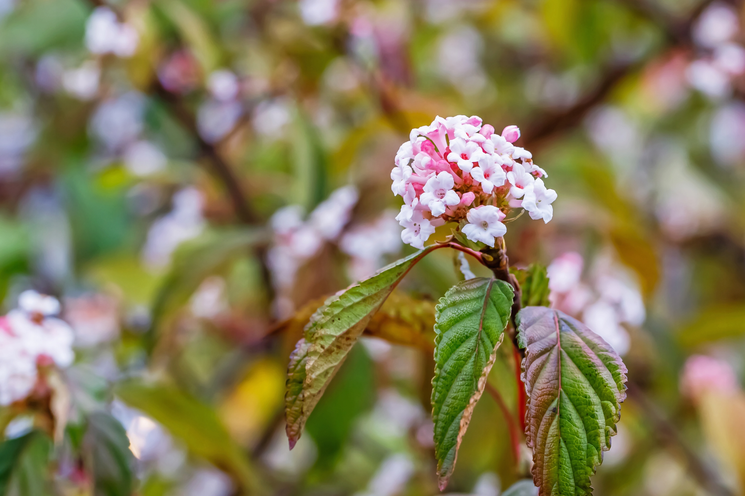 Kalina bodnantska 'Dawn' Różowa 80-110cm (Viburnum bodnantense) Poj. 3.0L