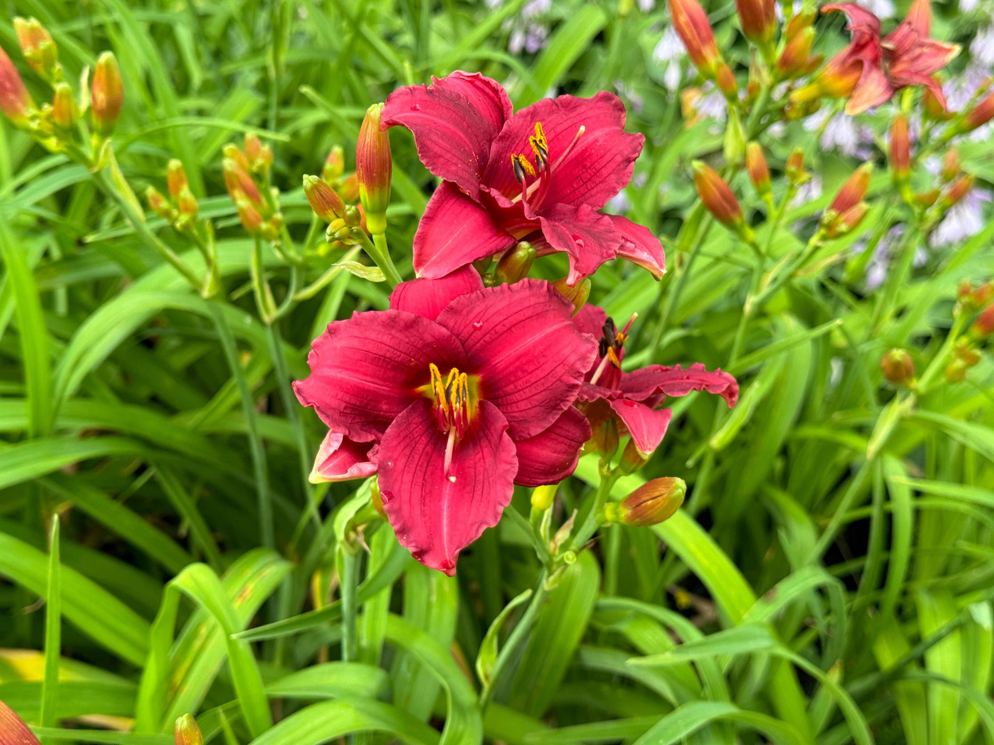 Liliowiec 'Siloam Red Toy' Czerwony Różowy (Hemerocallis) Doniczka 2.0L