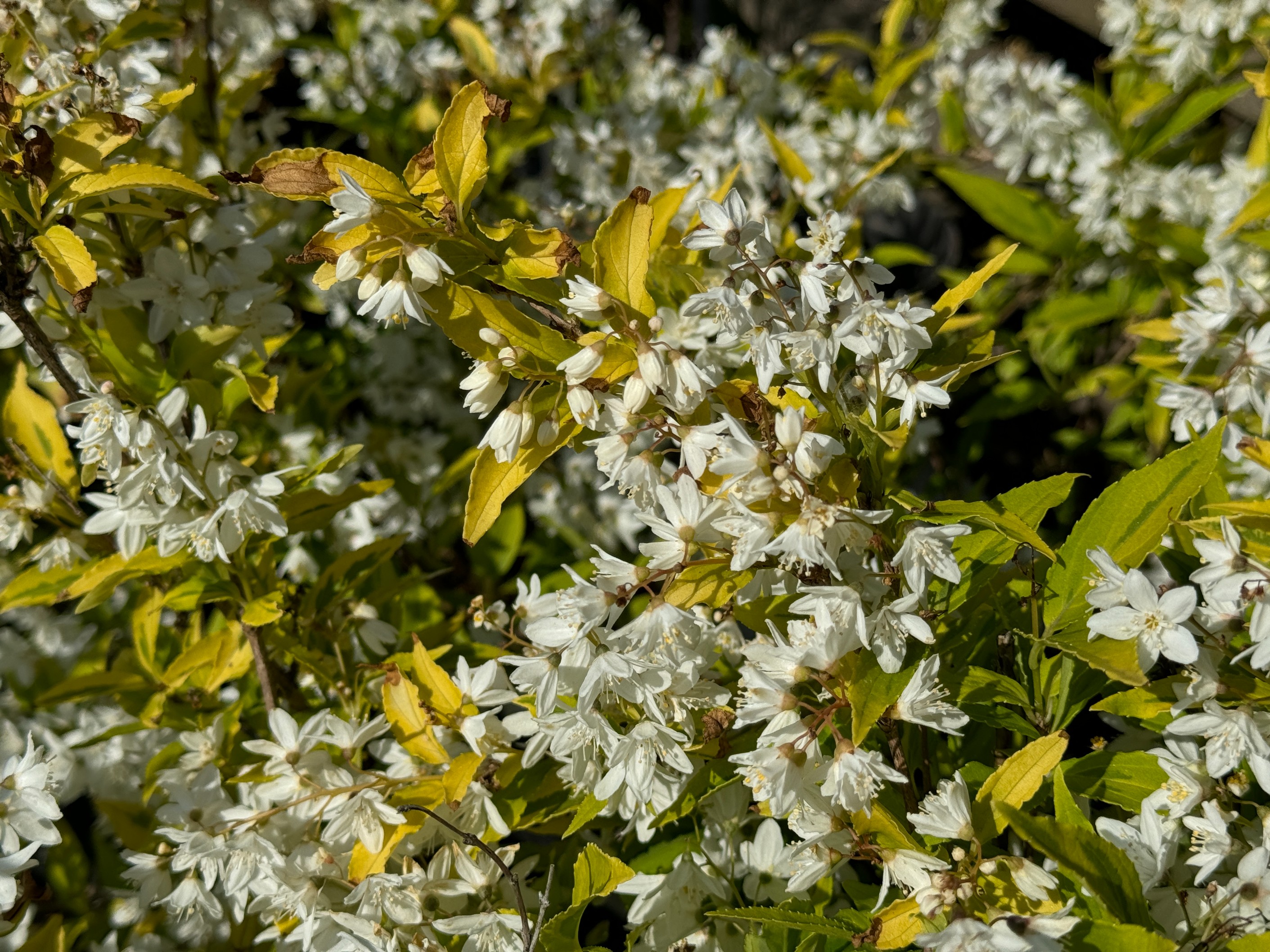 Żylistek wysmukły 'Aurea' Żółte liście (Deutzia gracilis 'Aurea') 2.0L