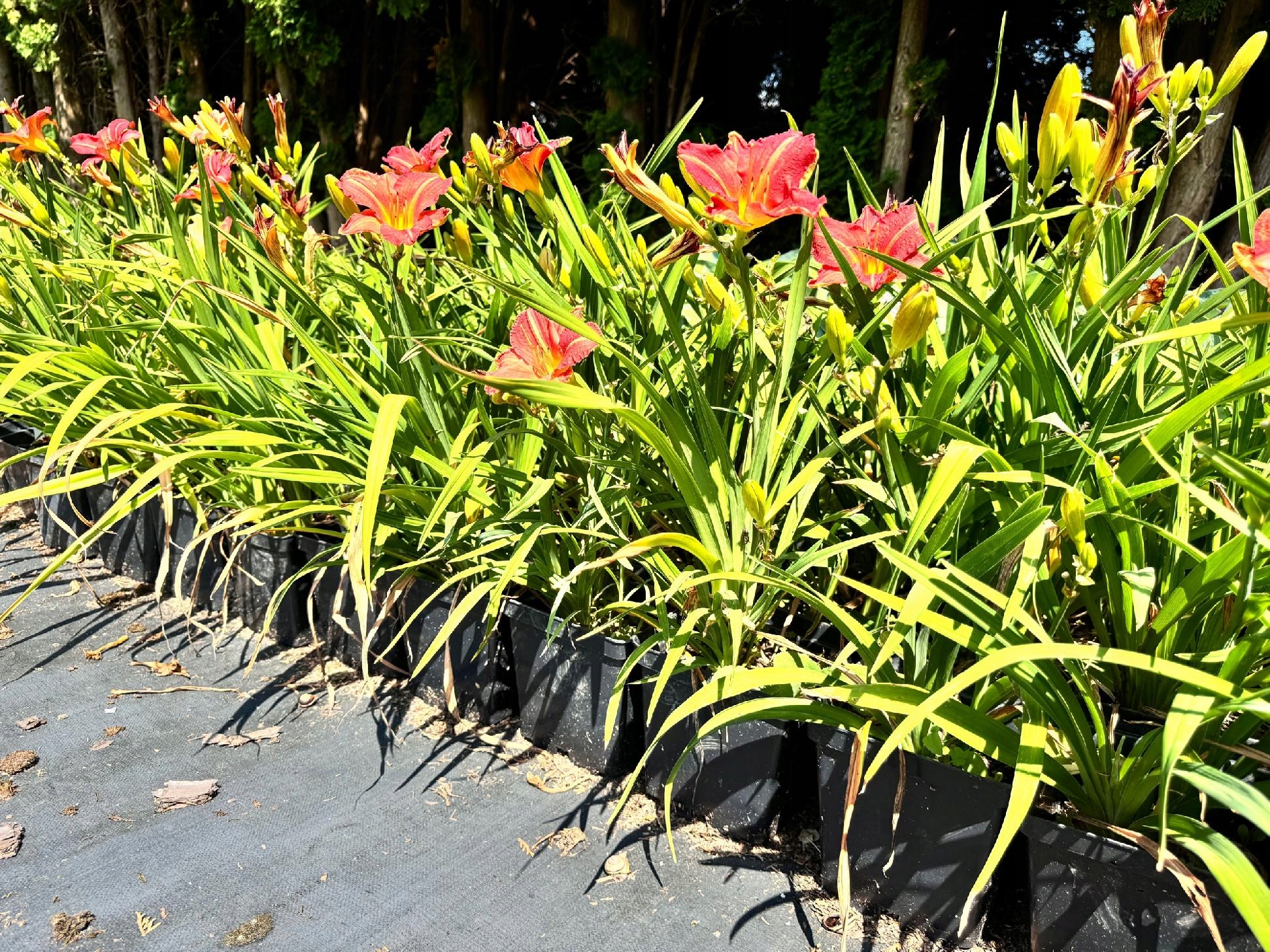 Liliowiec Czerwony 'Red Rum' W DONICZCE 2L (Hemerocallis) P13