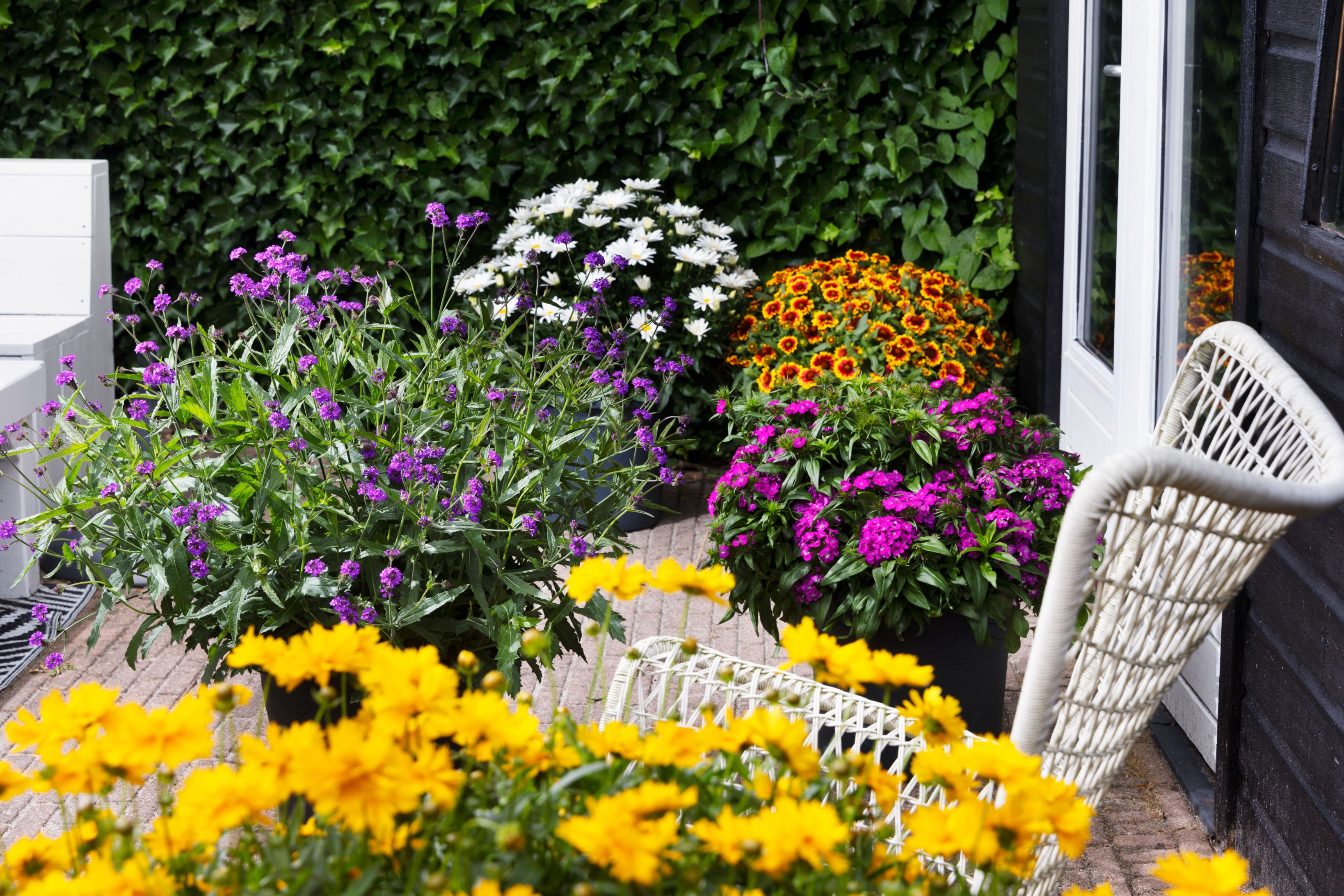 Werbena żyłkowana 'Dazzling Night' Motyli Krzew (Verbena rigida)  2.0L