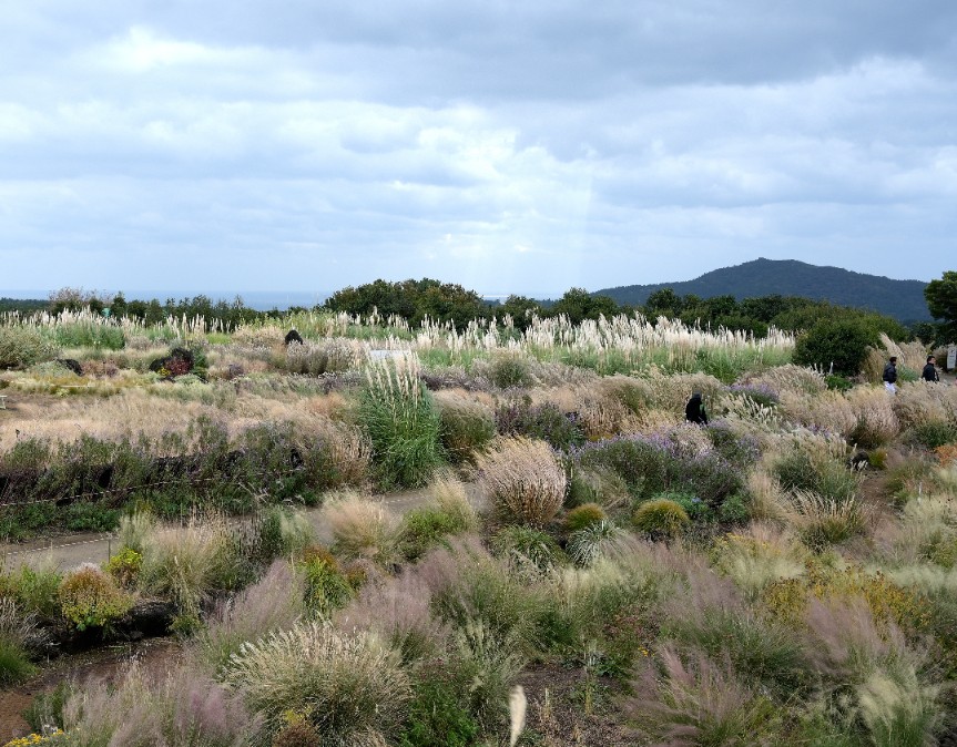 Miskant chiński 'Roter Pfeil' Czerwone Kłosy (Miscanthus sinnesis) 3.0L