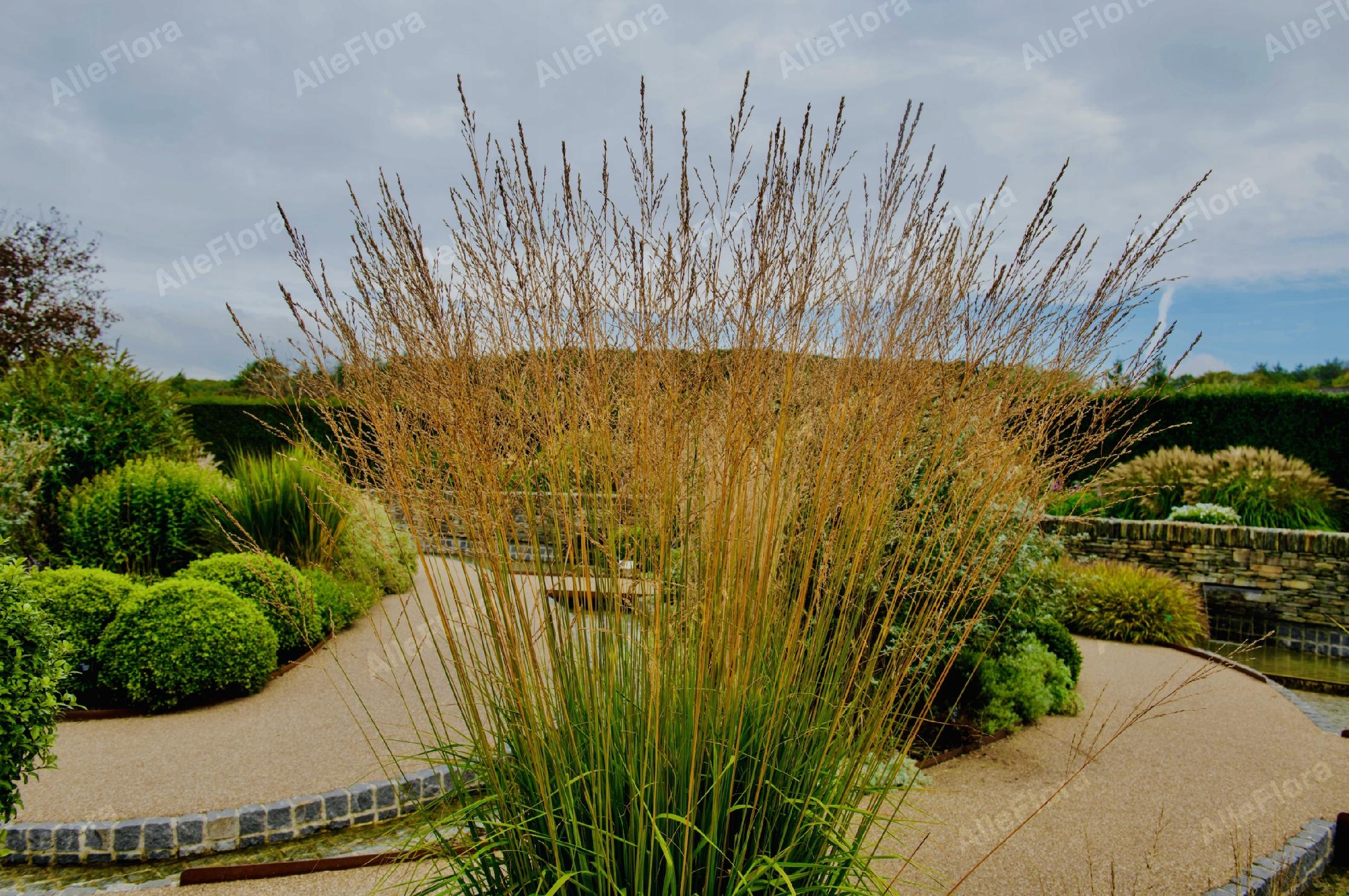 Trzęślica trzcinowata 'Fontane' (Molinia arundinacea) Doniczka 2.5L