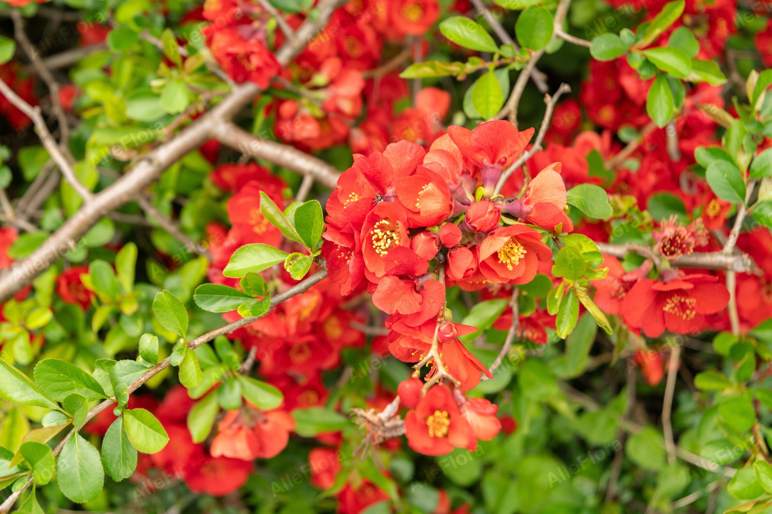 Pigwowiec pośredni 'Clementine' Pomarańczowe kwiaty (Chaenomeles superba)