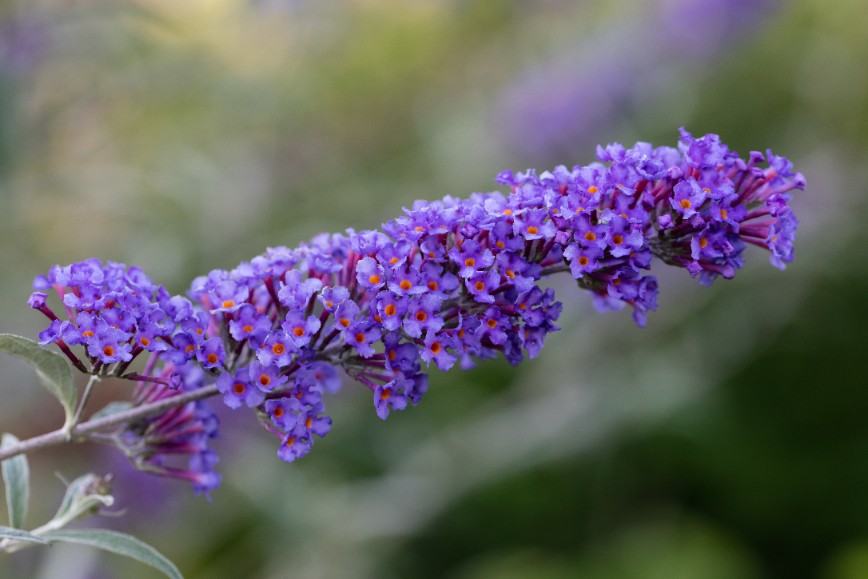 Budleja Dawida 'Nanho Blue' Fioletowa (Buddleja davidii) 2.0L