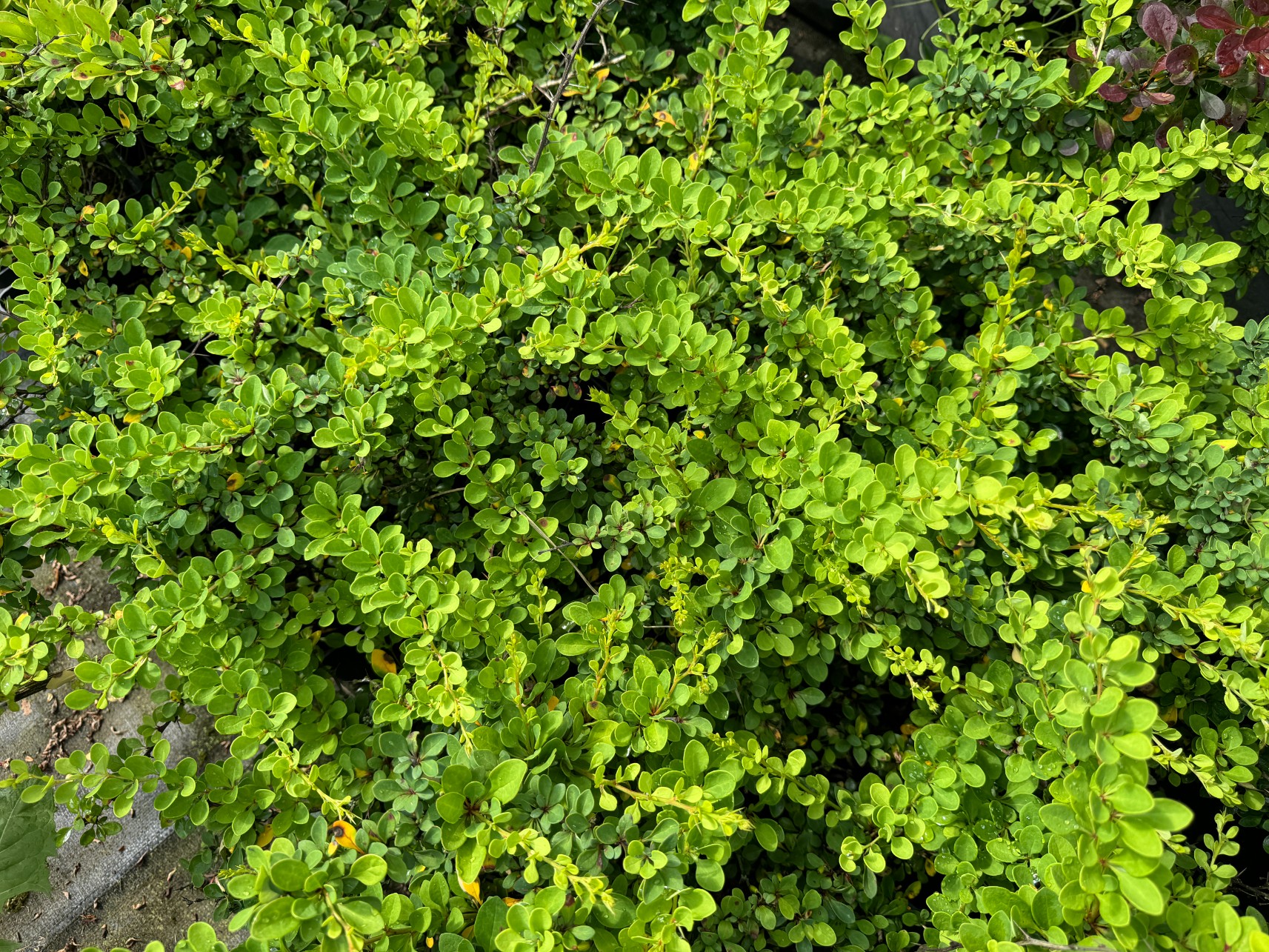 Berberys Thunberga 'Green Carpet' Zielony Dywan (Berberis thunbergii)