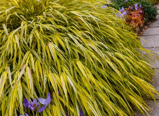 Hakonechloa smukła 'Aureola' (Hakonechloa macra) Doniczka 1.0L
