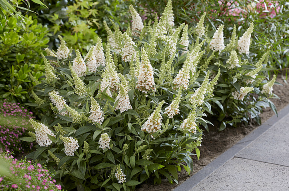 Budleja Dawida 'Butterfly Candy Little White' Karłowata Mała (Buddleja)