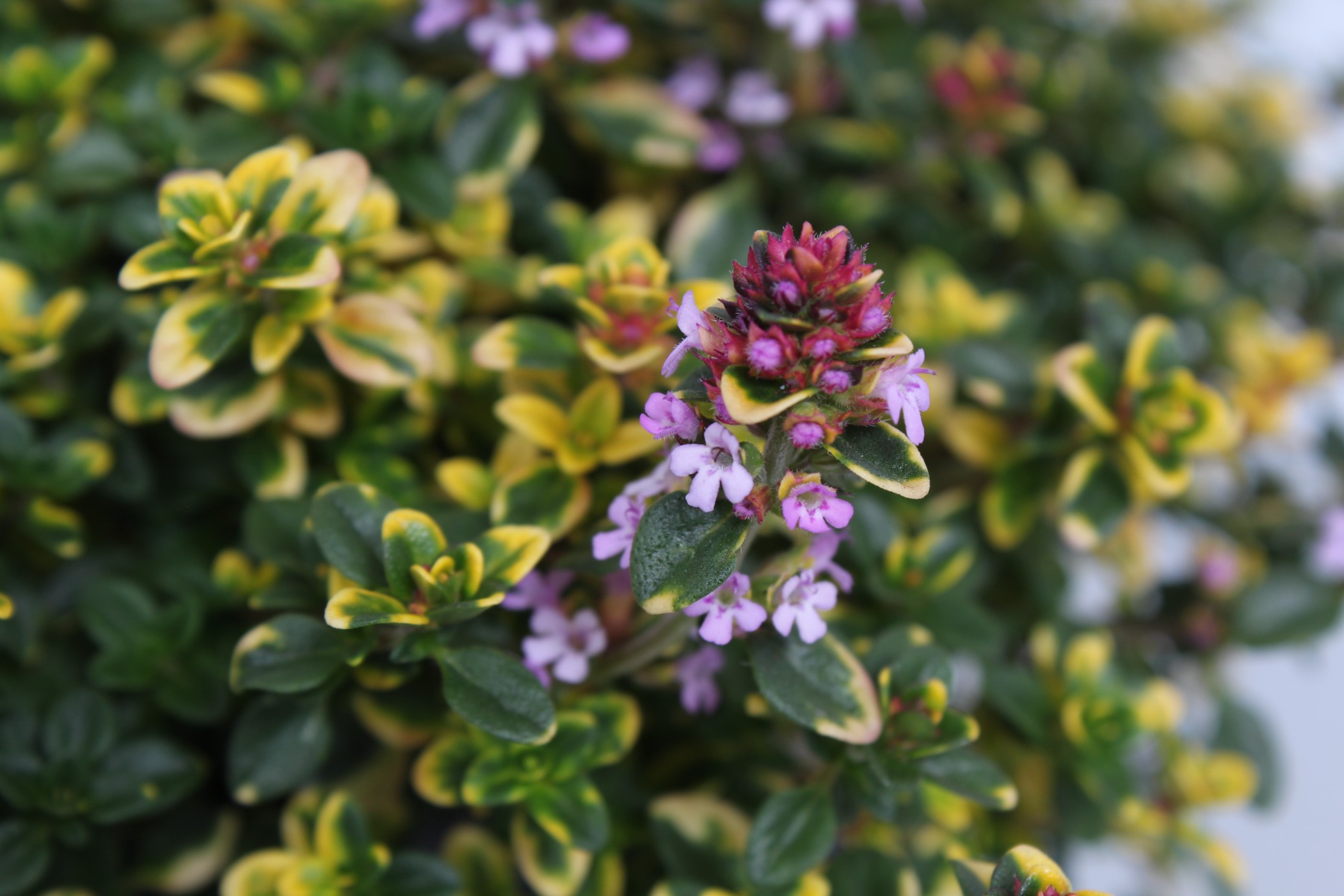Macierzanka cytrynowa 'Sambesi' (Thymus x citriodorus)