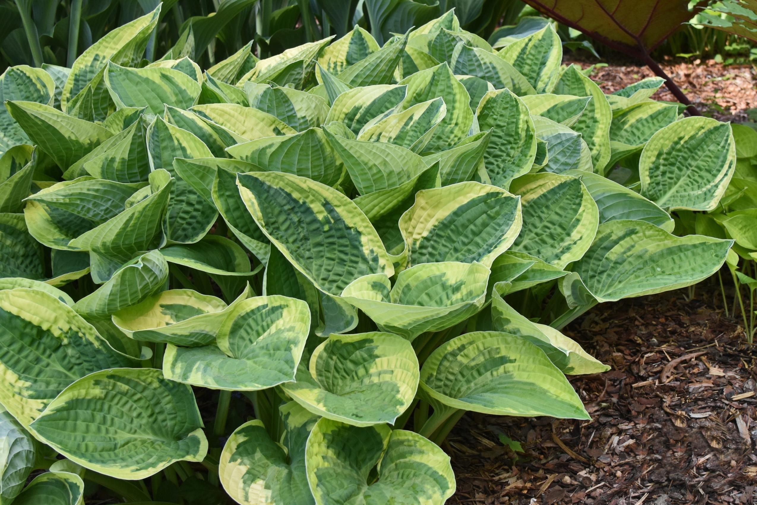 Funkia Hosta 'Wide Brim' W DONICZCE 2.0L