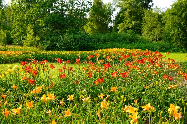 Liliowiec 'Summer Splendor' Intensywnie Żółty (Hemerocallis) Doniczkac 2.0L