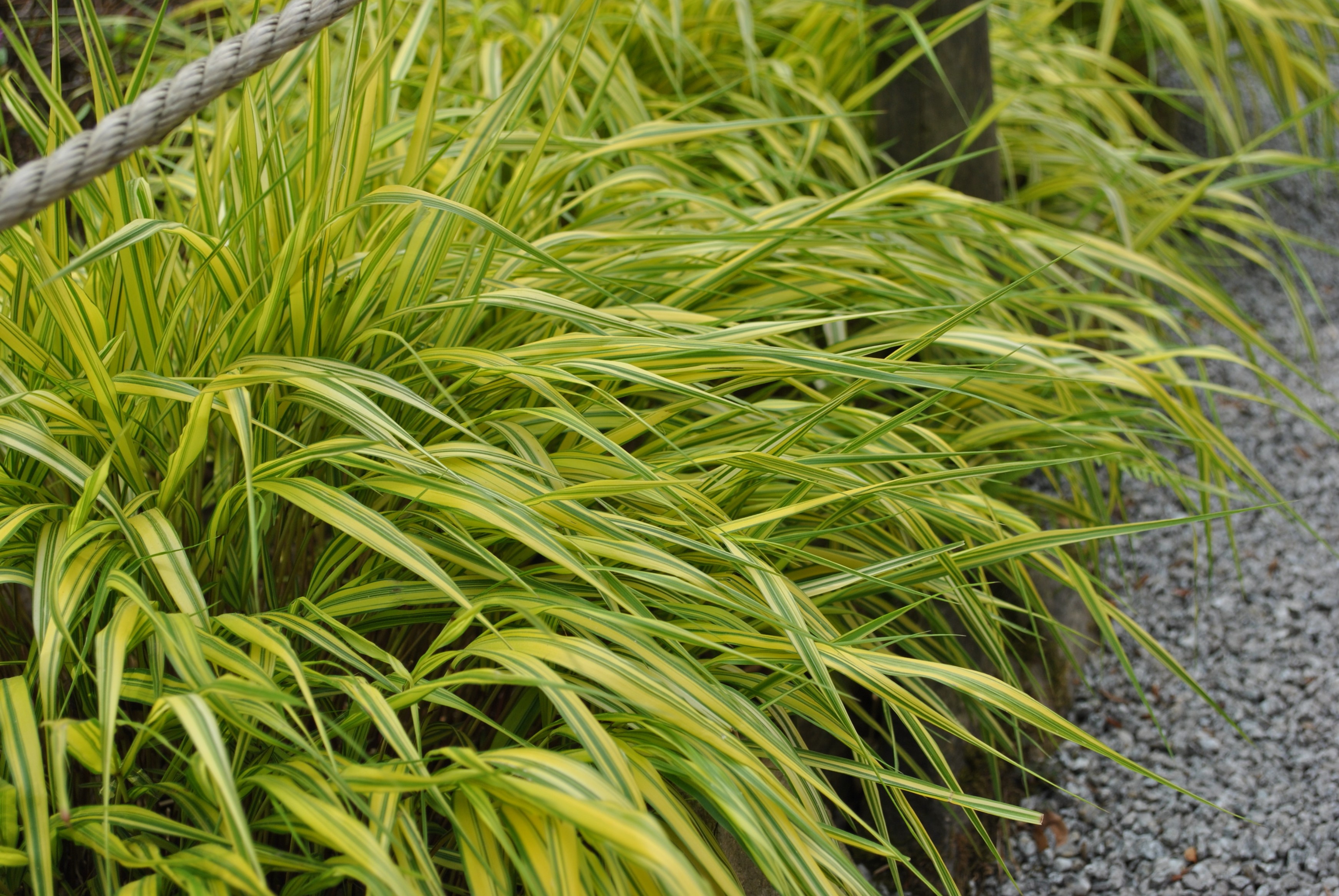 Hakonechloa smukła 'Aureola' (Hakonechloa macra) Doniczka 1.0L