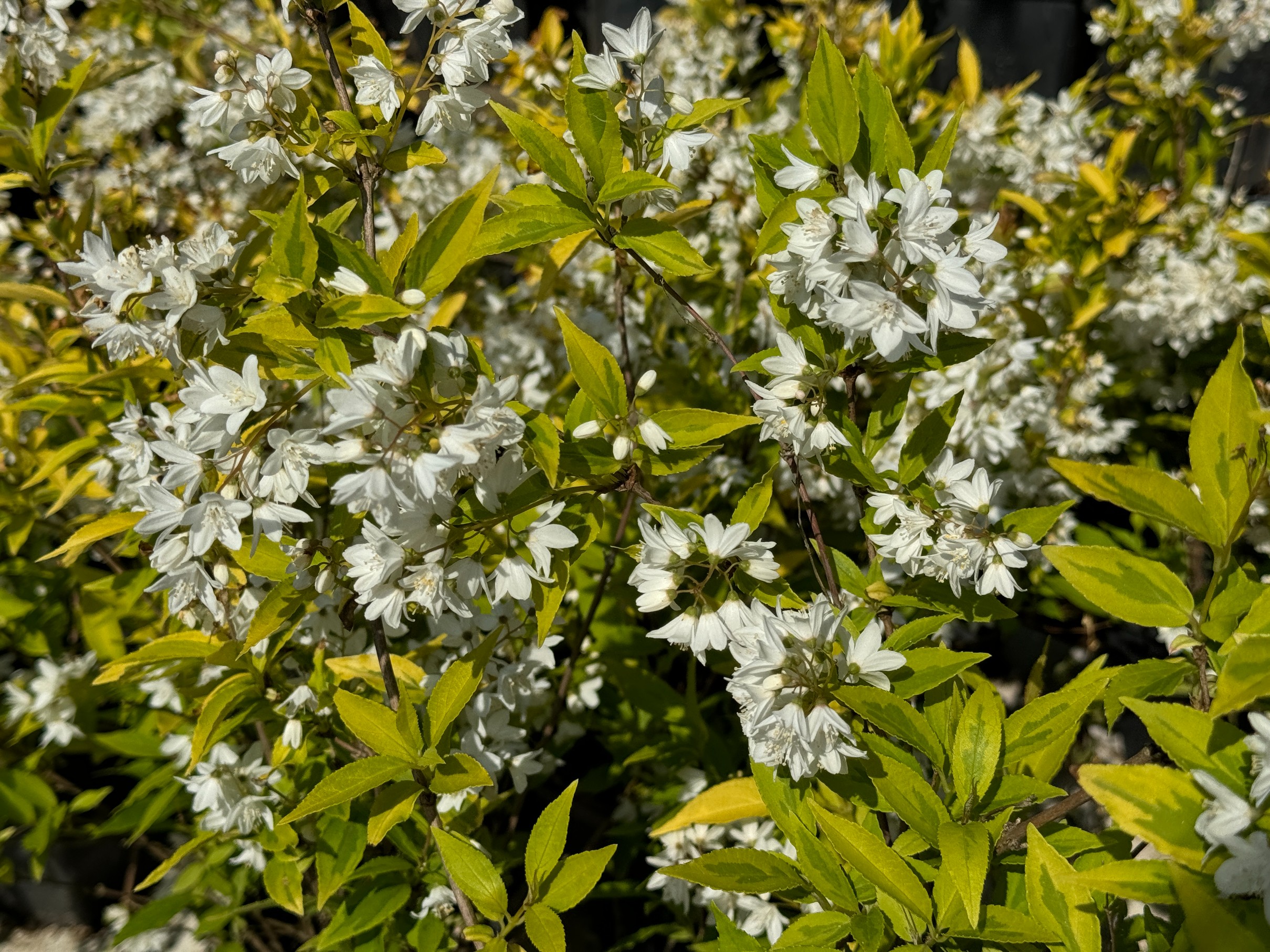 Żylistek wysmukły 'Aurea' Żółte liście (Deutzia gracilis 'Aurea') 2.0L