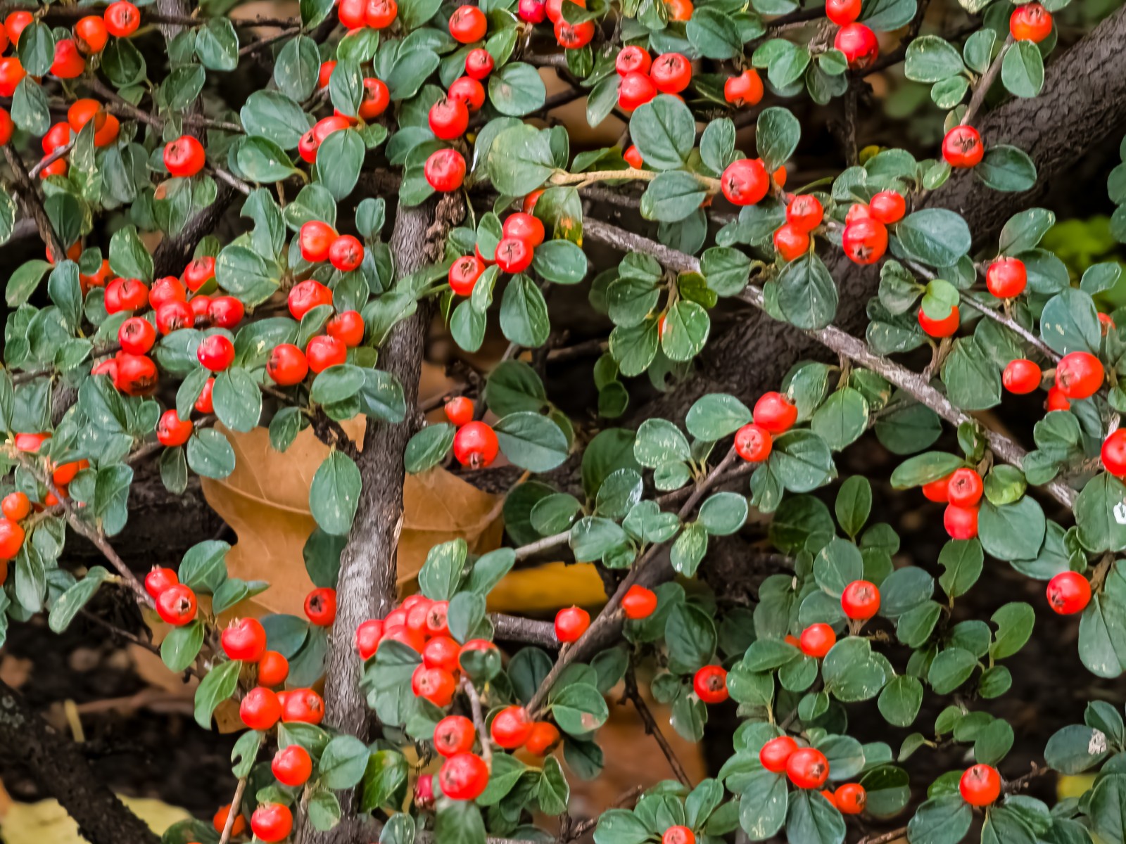 Irga szwedzka 'Ursynów' (Cotoneaster suecicus) Doniczka 1.0L