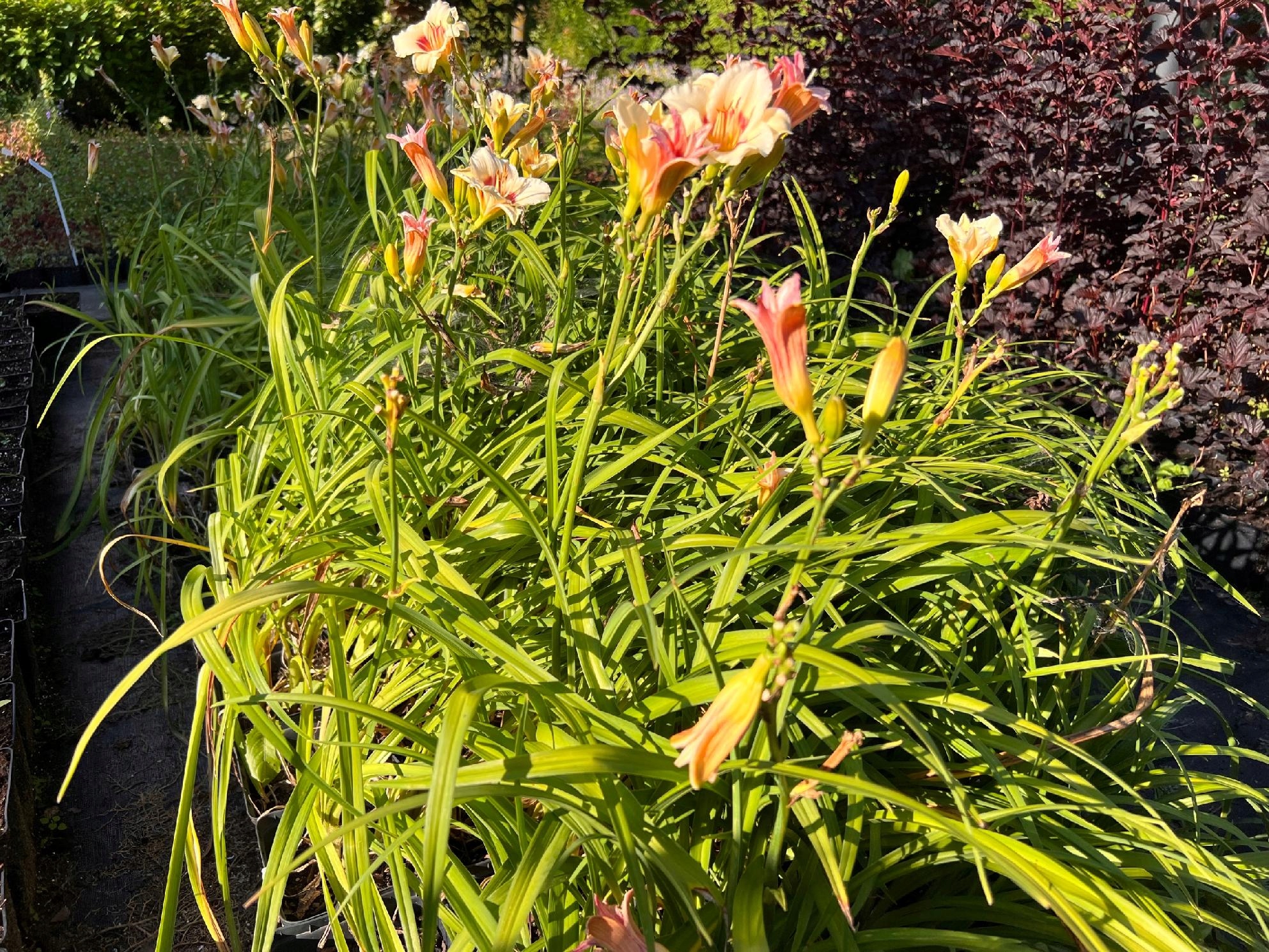 Liliowiec 'Pandora's Box' (Hemerocallis) P13