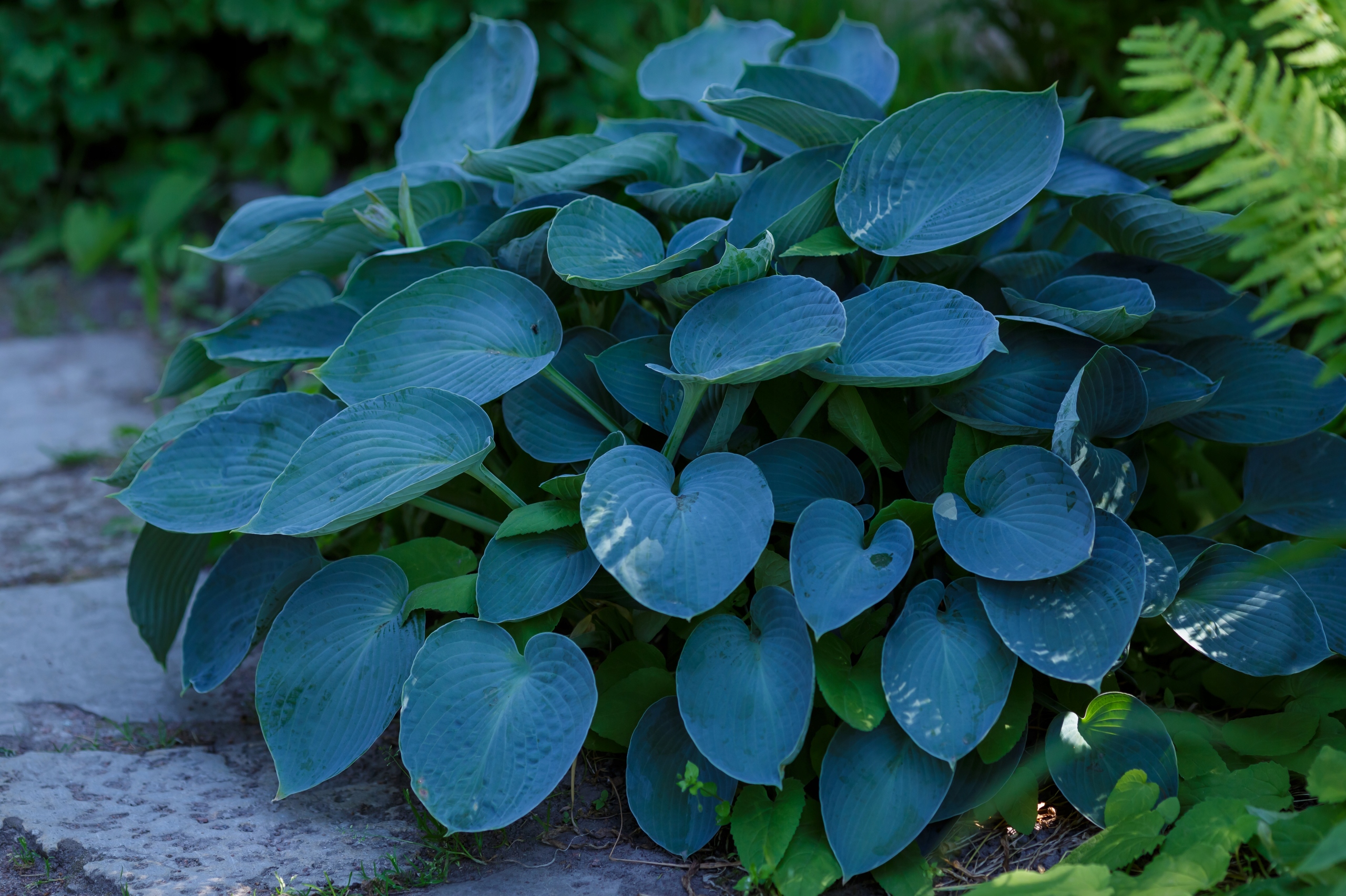 Funkia Hosta 'Halcyon' Doniczka 2.0L Duże Niebieskie liście