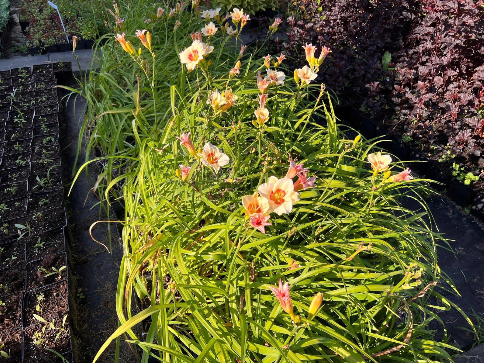 Liliowiec 'Pandora's Box' (Hemerocallis) P13