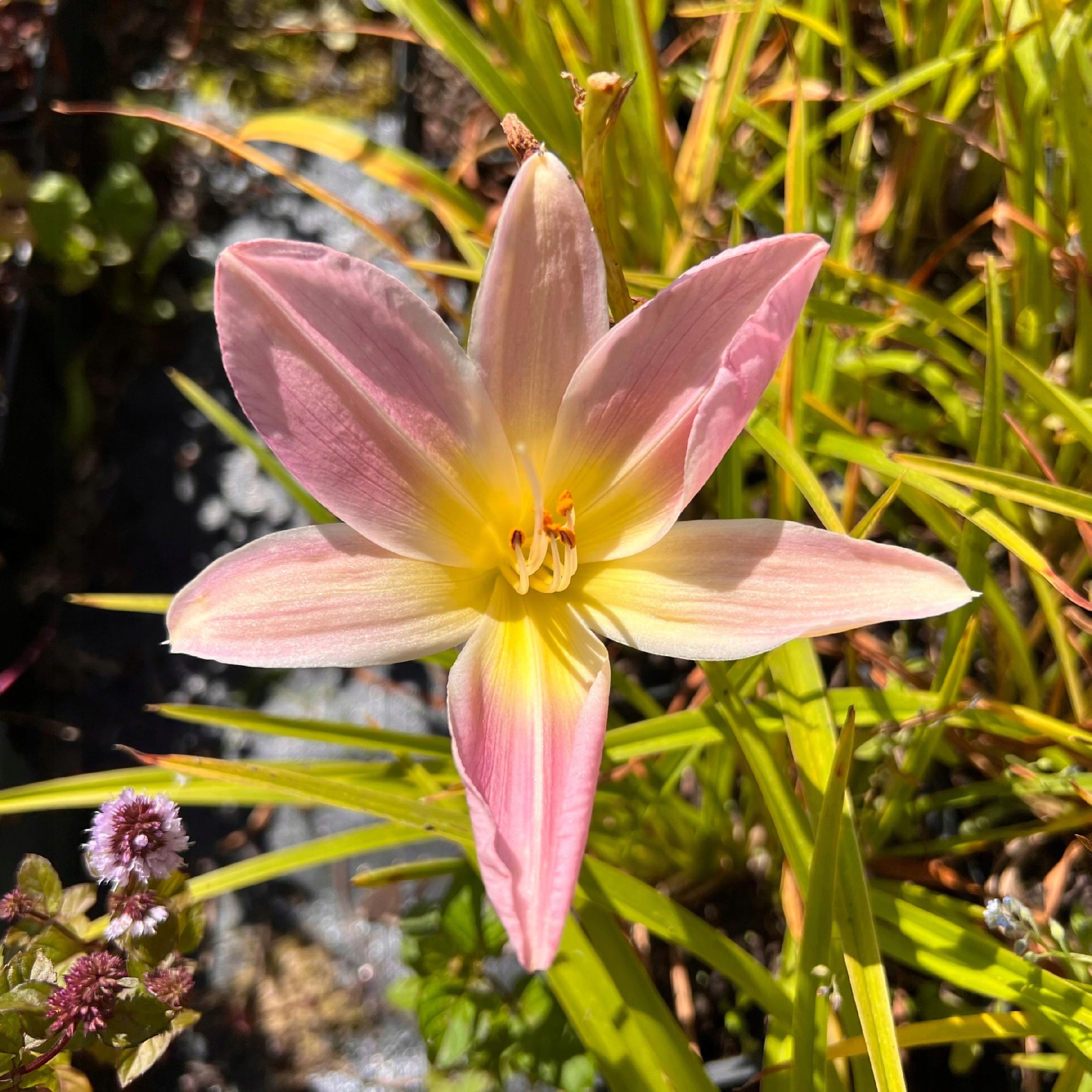 Liliowiec 'Hall's Pink' (Hemerocallis) P13