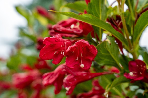Krzewuszka cudowna 'Red Prince' (Weigela florida) Doniczka 2.0L