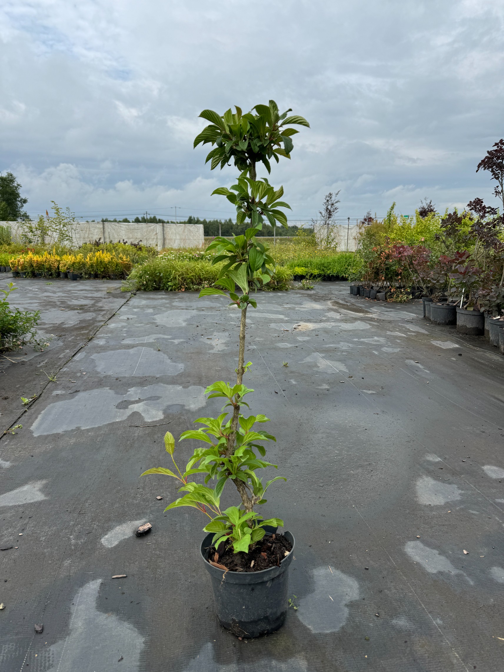 Kalina bodnantska 'Dawn' Różowa 80-110cm (Viburnum bodnantense) Poj. 3.0L