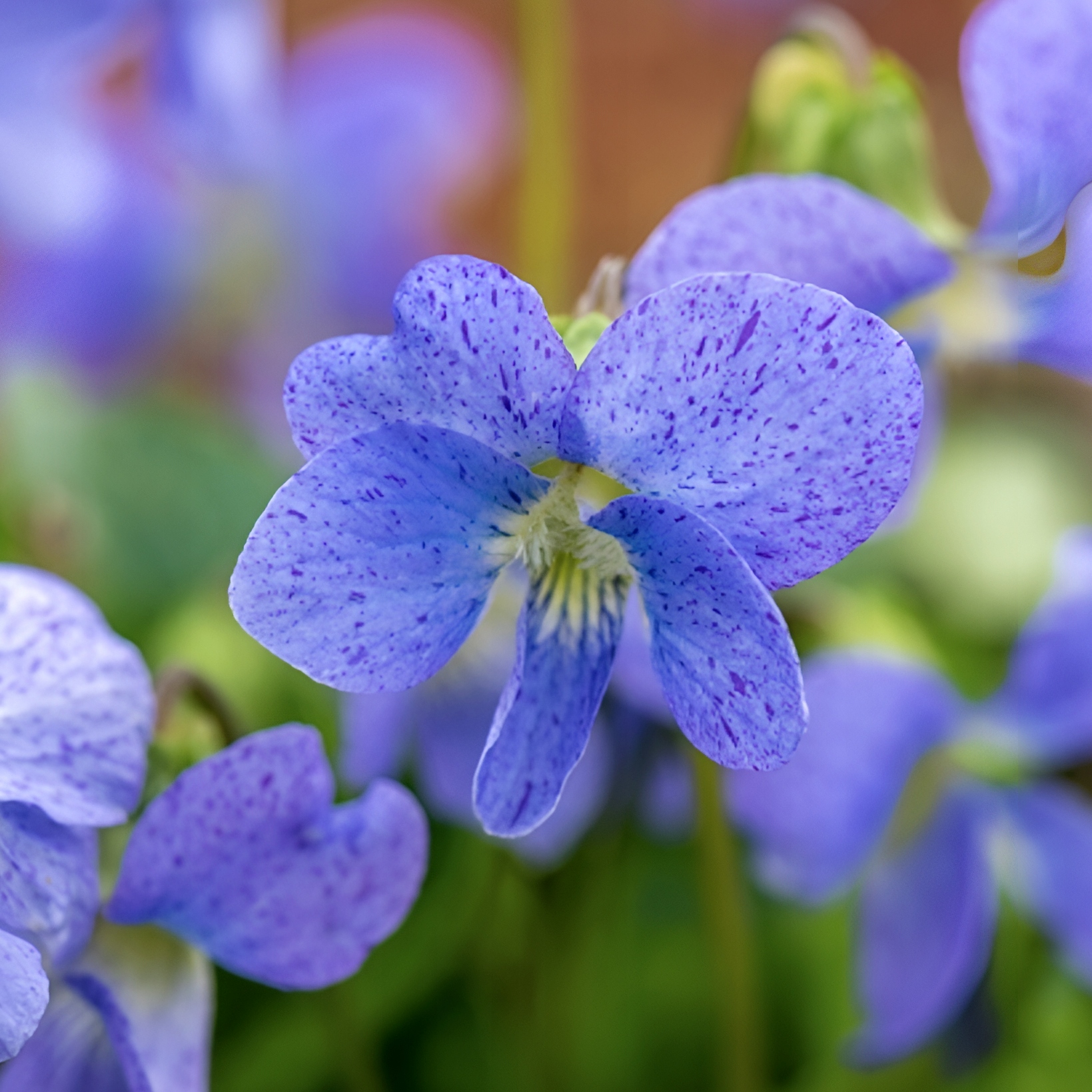 Fiołek motylkowaty 'Dark Freckles' (Viola sororia) Doniczka 1.0L