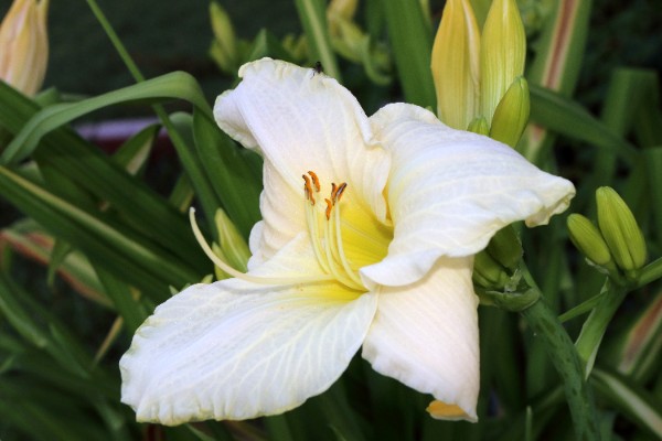 Liliowiec 'White Temptation' Biały Duże Kwiaty (Hemerocallis) Doniczka 2.0L