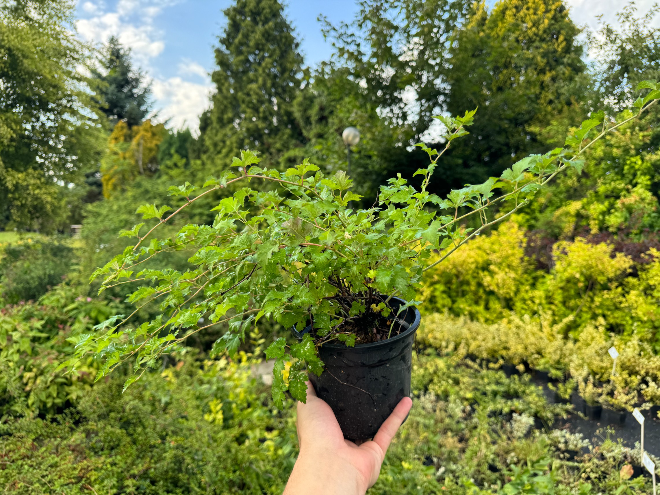 Tawulec pogięty 'Crispa' Zielony Dywan Zadarnia (Stephanandra incisa) 2.0L