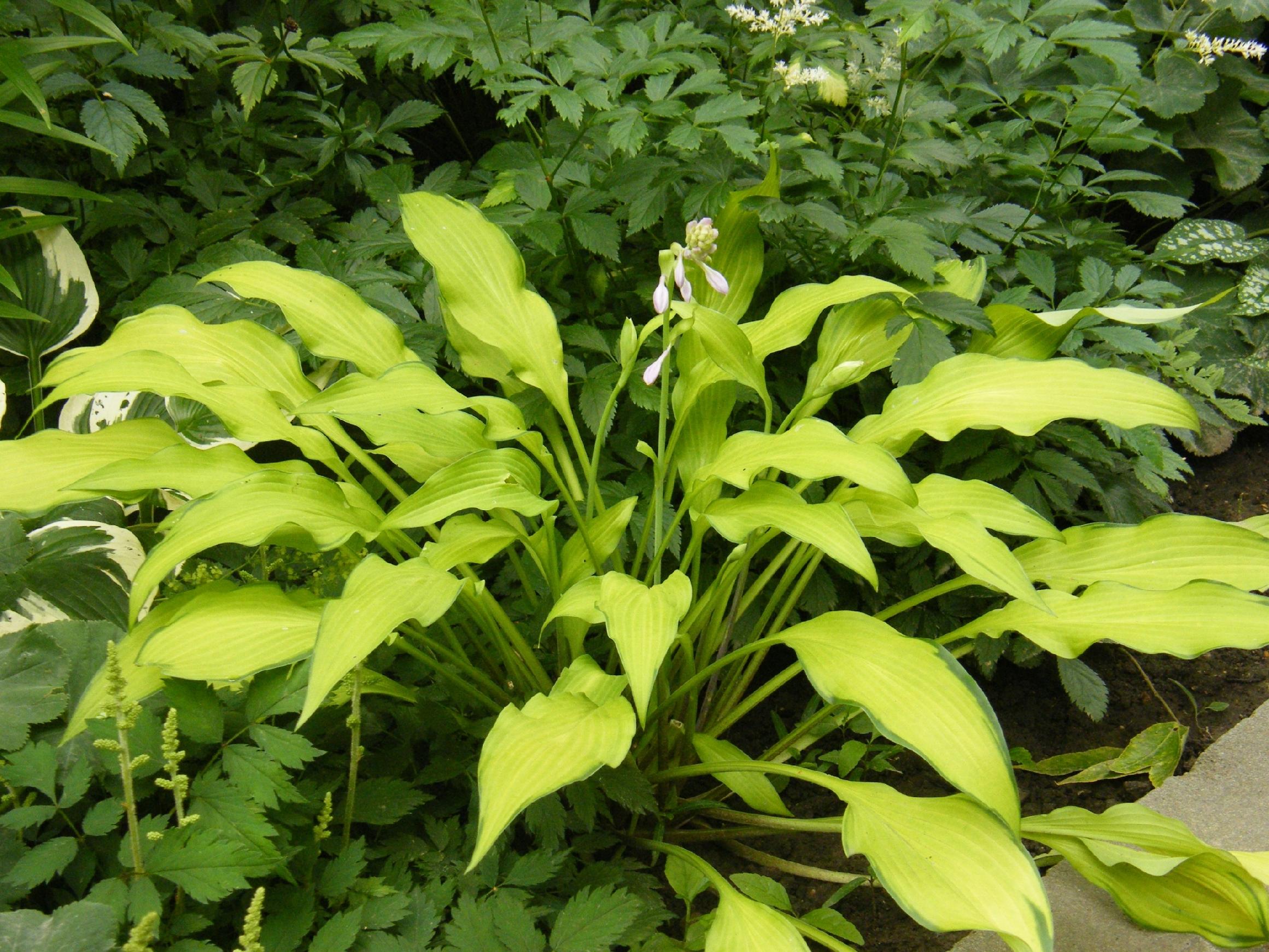 Funkia Hosta 'Pineapple Upsidedown Cake' W DONICZCE 2.0L, Żółta Dekoracyjna