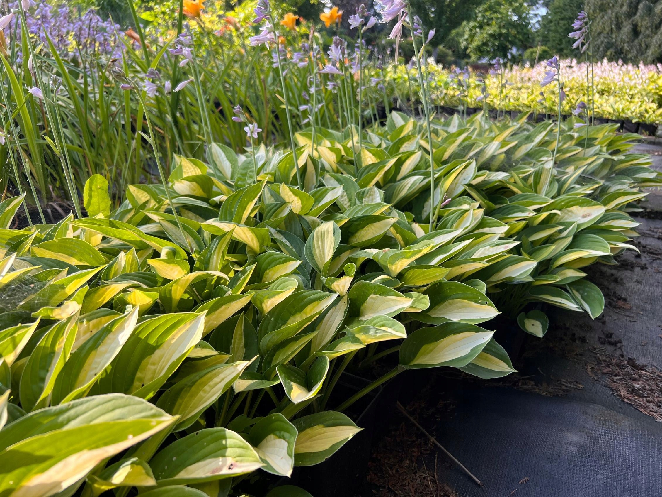 Funkia 'Striptease' (Hosta) P13