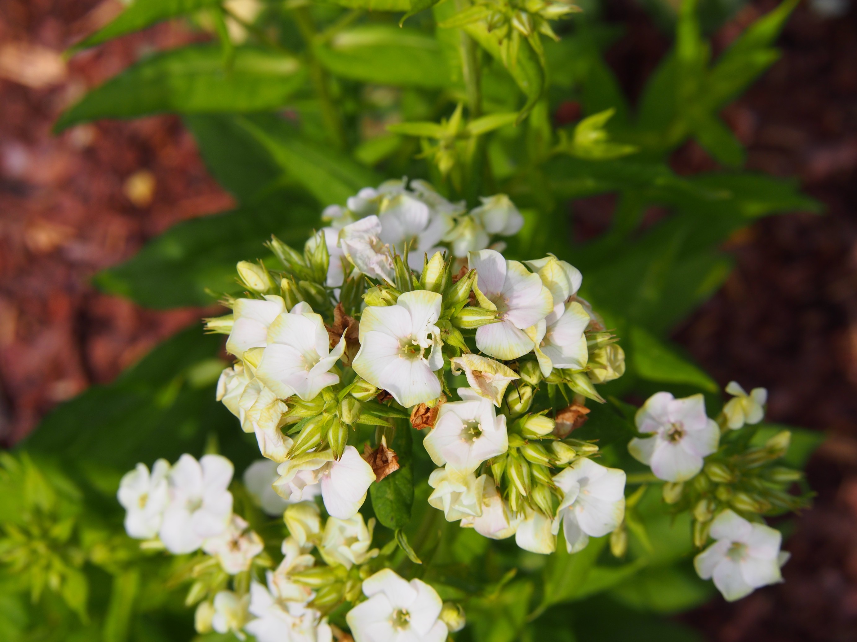 Floks wiechowaty 'Jade' (Phlox paniculata) Biały Płomyk Doniczka 2.0L