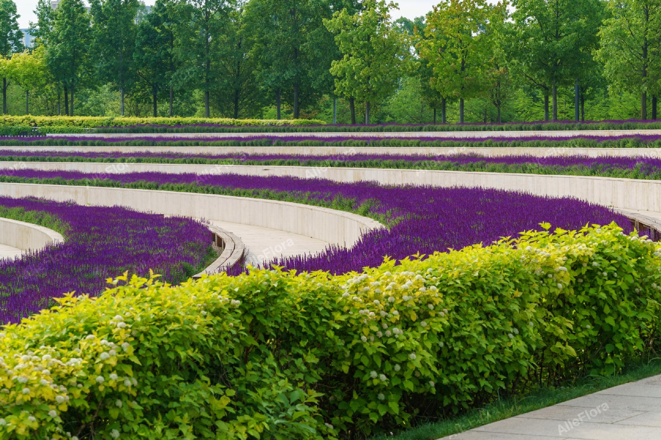 Pęcherznica kalinolistna 'Nugget' (Physocarpus opulifolius) Doniczka 2.0L