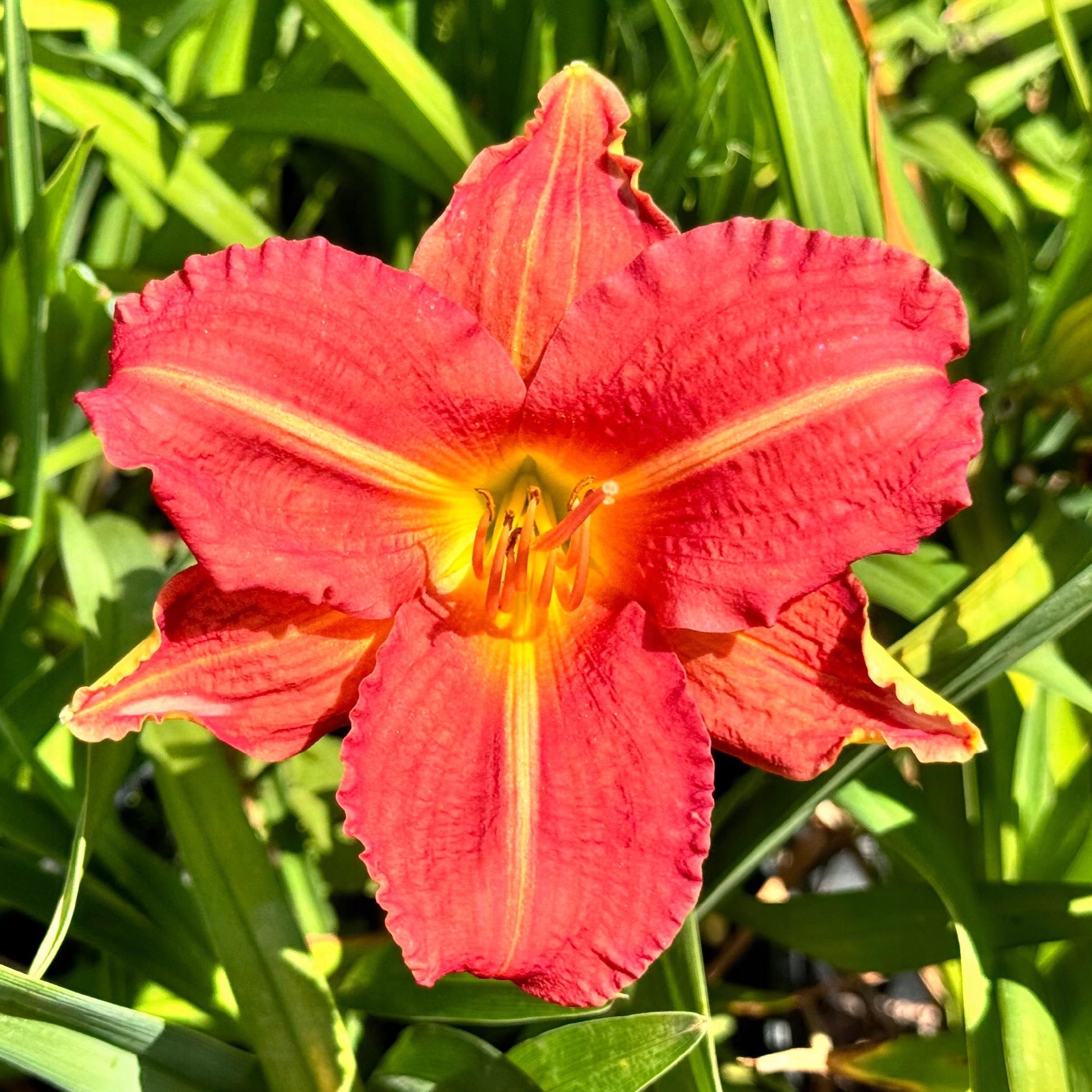 Liliowiec Czerwony 'Red Rum' W DONICZCE 2L (Hemerocallis) P13