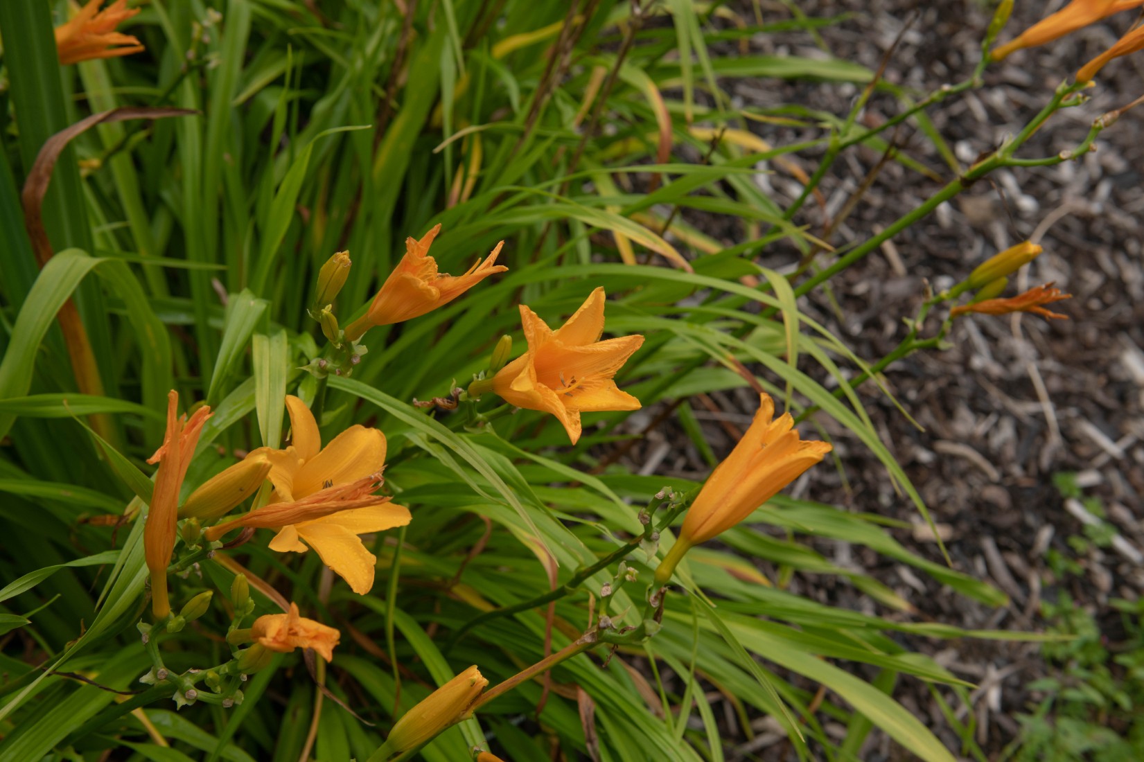 Liliowiec 'Aten' Ciemnożółty Pomarańczowy (Hemerocallis) Doniczka 2.0L