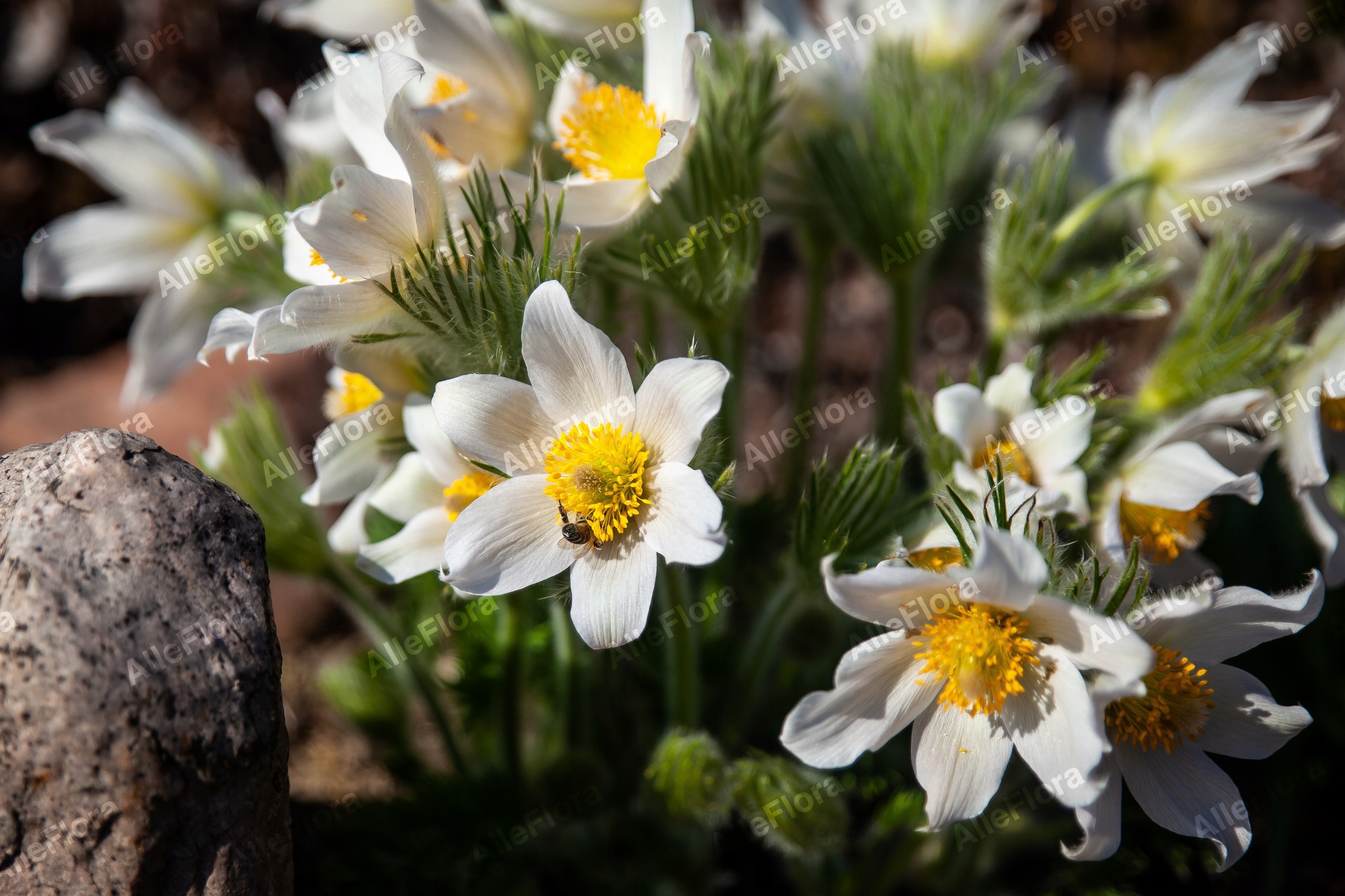 Sasanka zwyczajna 'Pinwheel White' (Pulsatilla vulgaris) Poj. P9