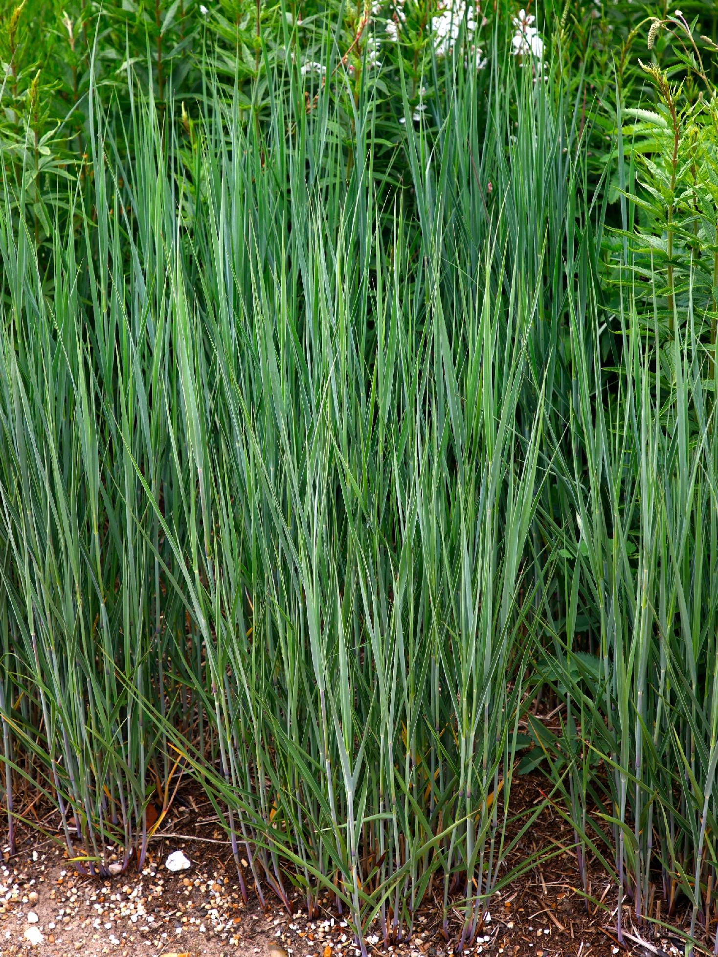 Proso rózgowate 'Buffalo Green' (Panicum virgatum) Doniczka 2.0L