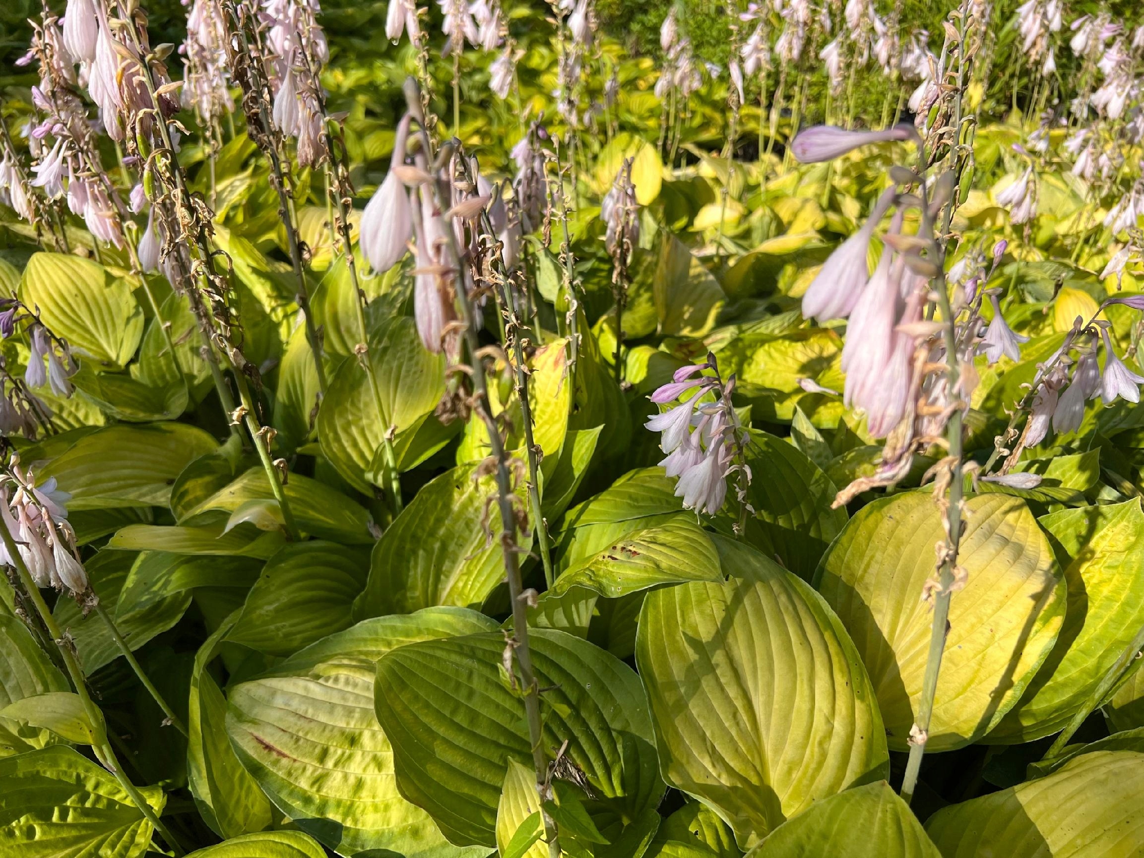 Funkia Hosta 'Sheila West' Doniczka 2.0L Duże Złote liście