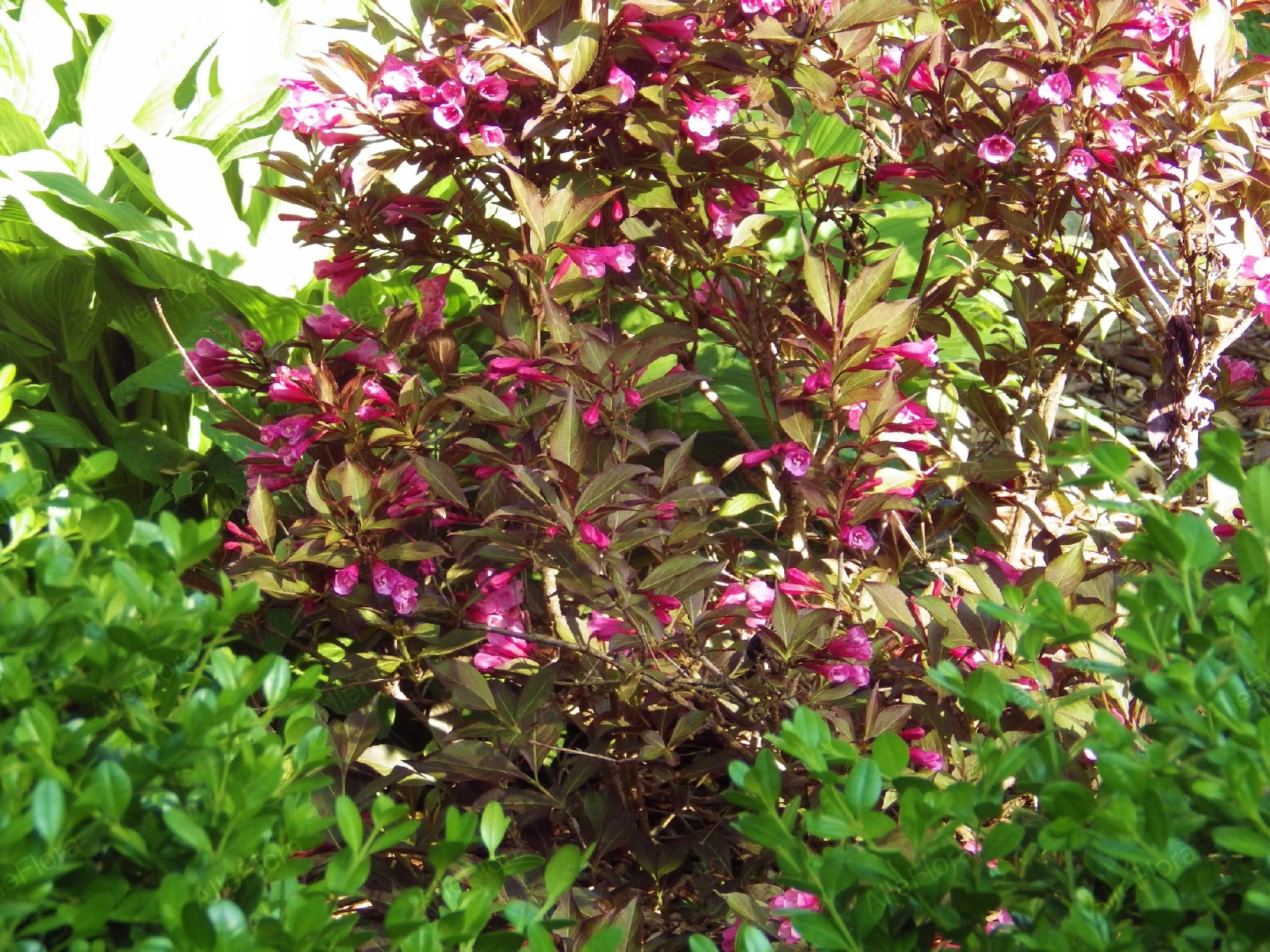 Krzewuszka cudowna 'Minor Black' (Weigela) Karłowata, miniaturka, Poj. 2.0L