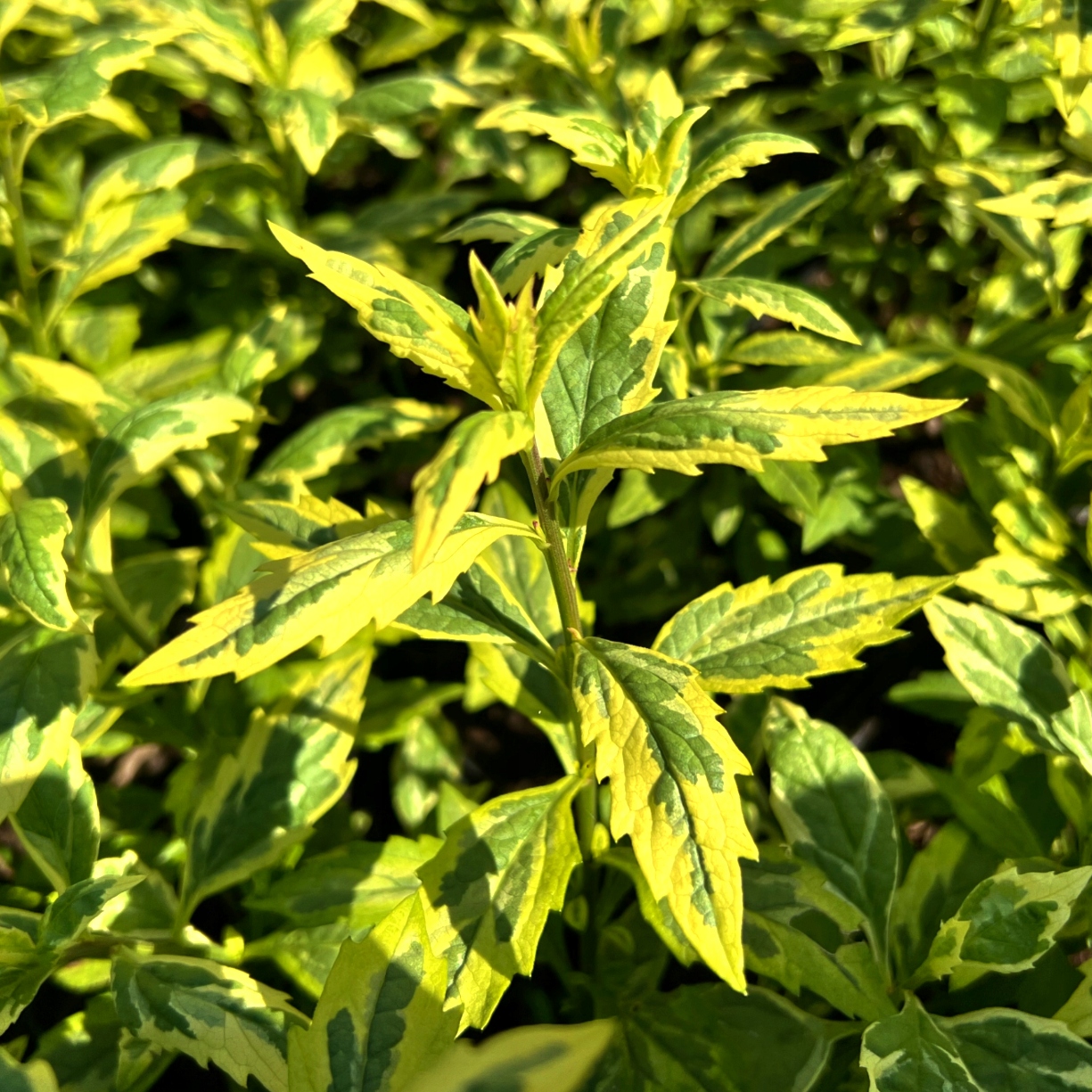 Aster Japoński 'Shogun' Pstre liście (Kalimeris yomena) Doniczka 2.0L