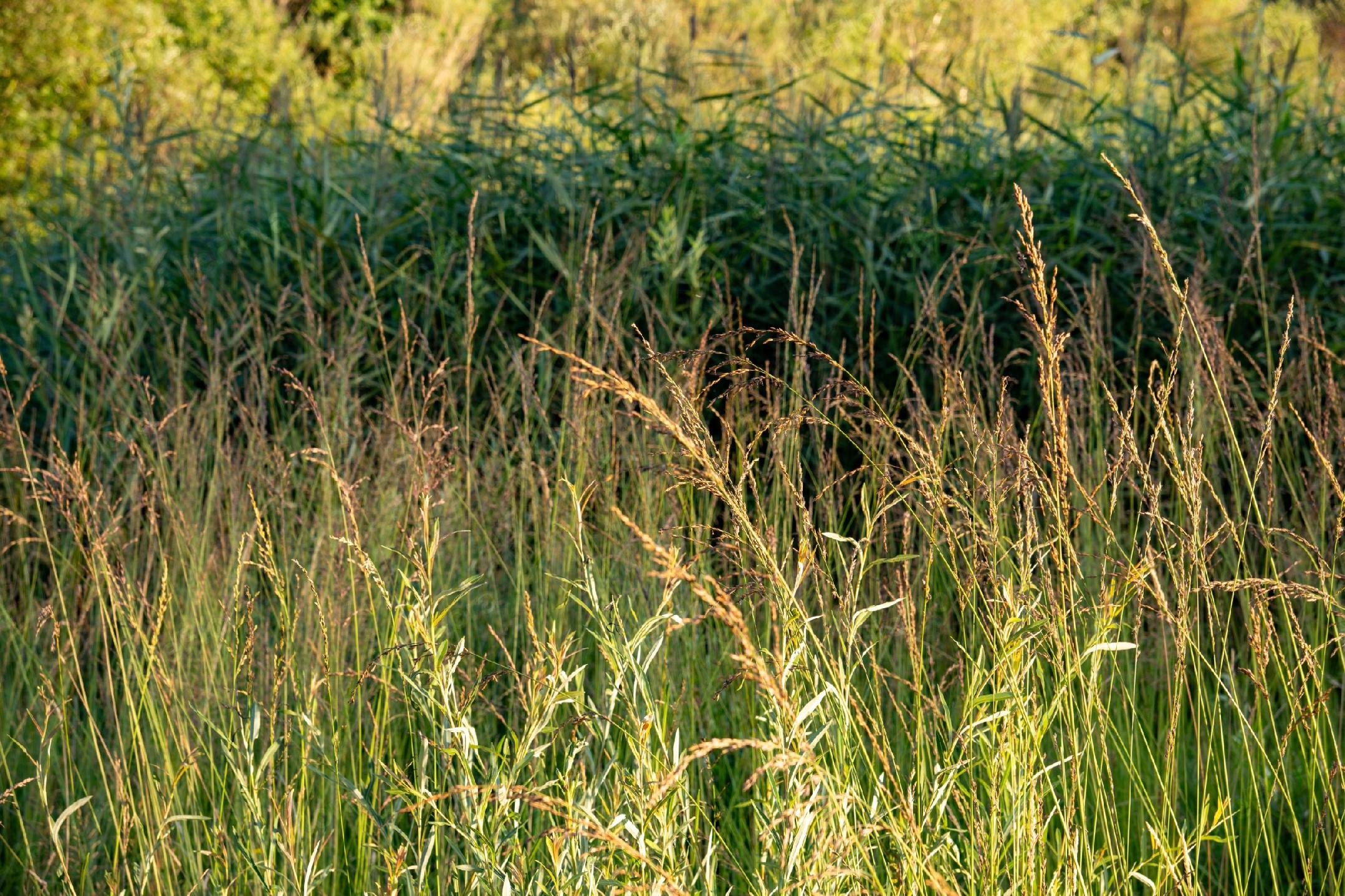 Trzęślica trzcinowata 'Fontane' (Molinia arundinacea) Doniczka 2.5L