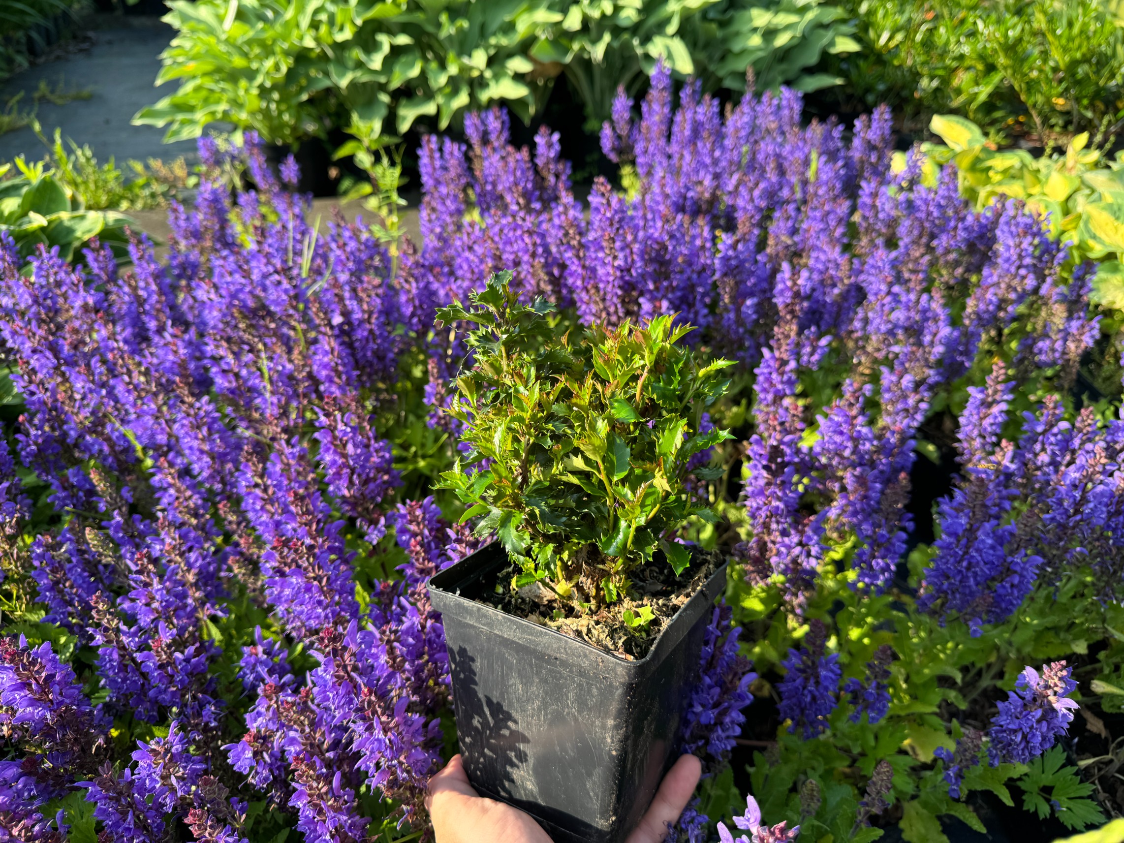 Ostrokrzew Meservy 'Little Rascal' Miniaturowy Karłowy (Ilex ×meserveae)