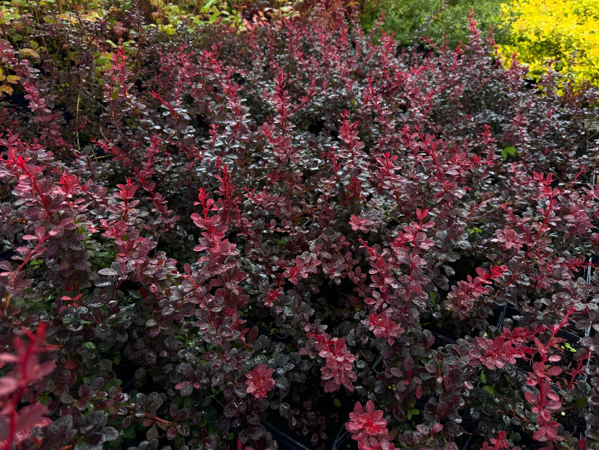 Berberys Thunberga 'Dart's Red Lady' (Berberis thunbergii) Poj. 2.0L