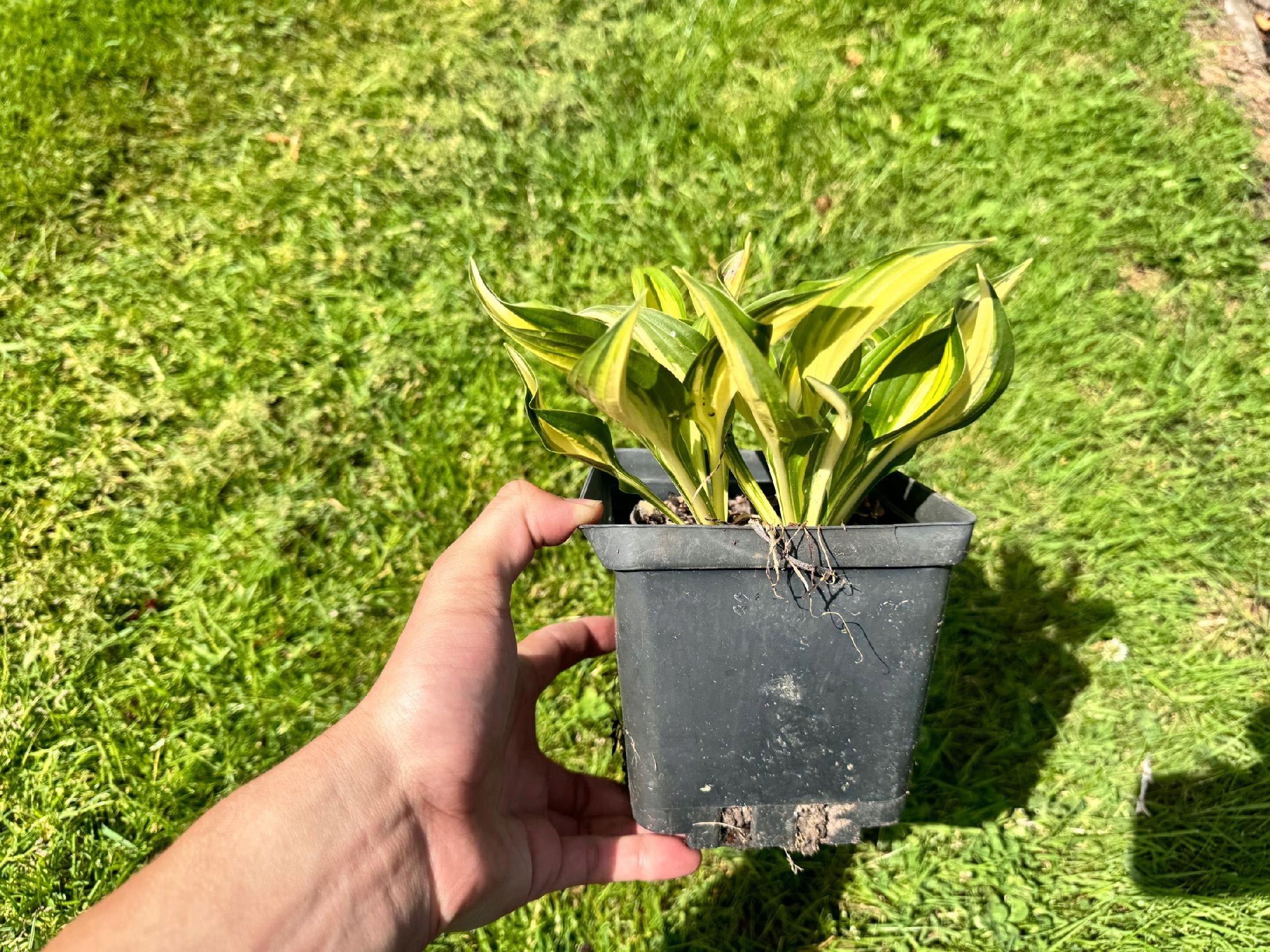 Funkia Hosta 'Lakeside Little Tuft' W DONICZCE 2.0L, Miniaturowa, żółta