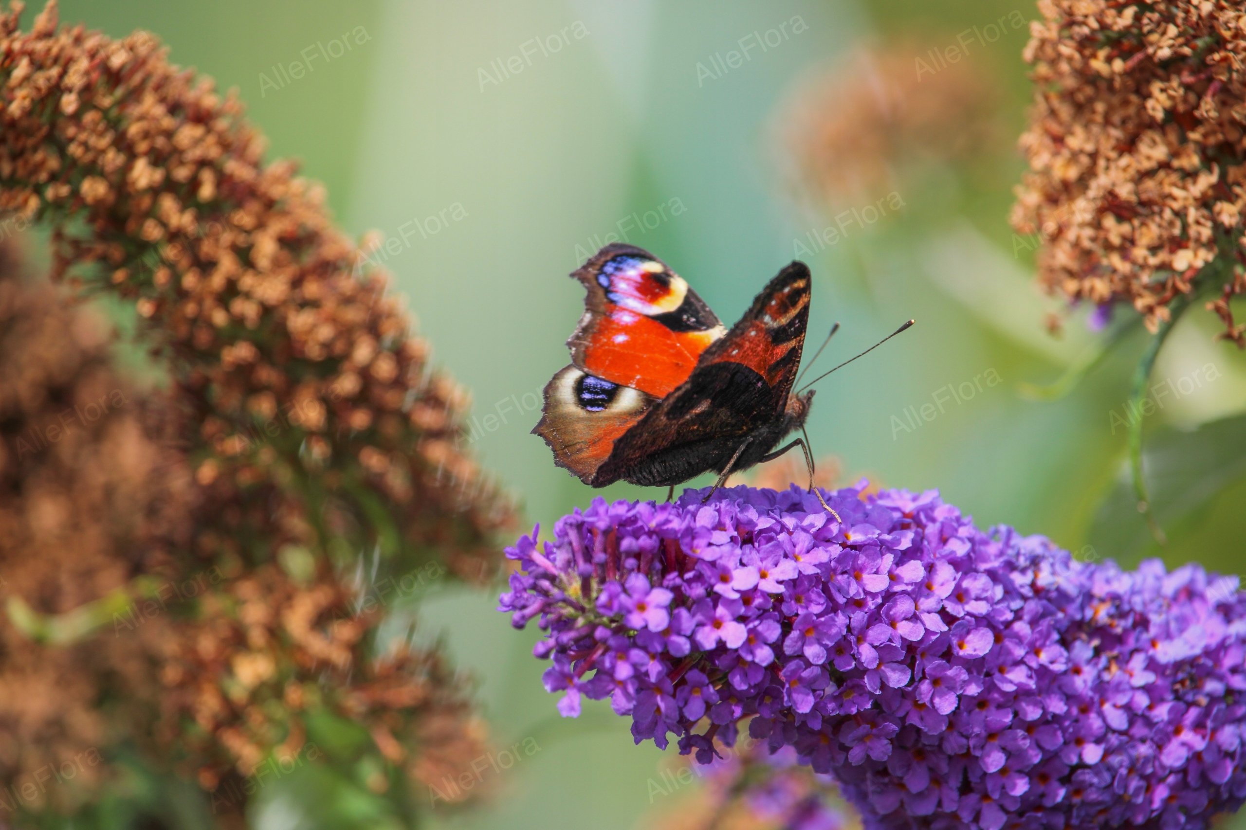 Budleja Dawida 'Lavender Cupcake' (Buddleja davidii) Doniczka 2.0L